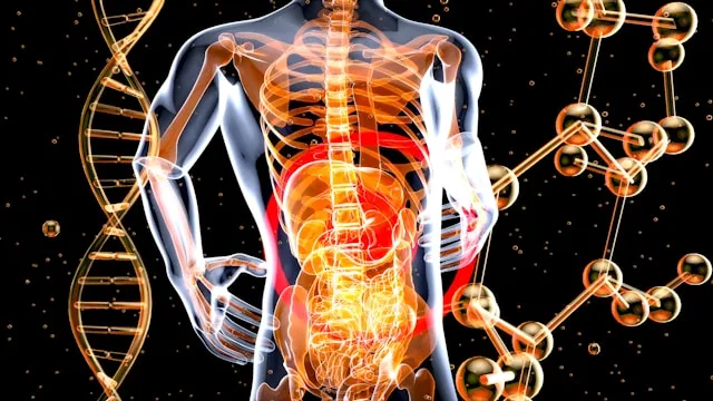 Metabolic Reset - 3d illustaiton of Stomach