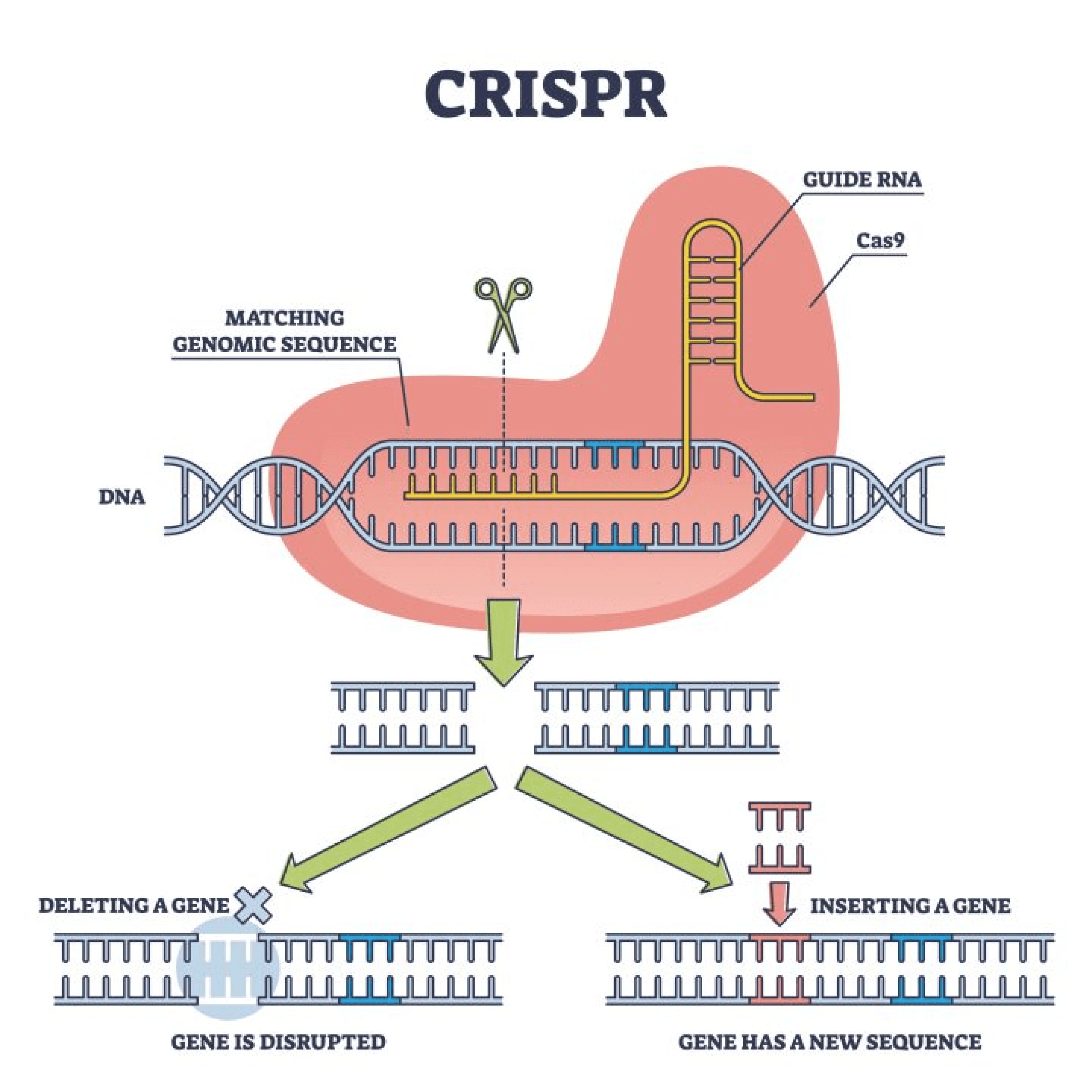 CRISPR gene editing process illustration showing DNA modification steps