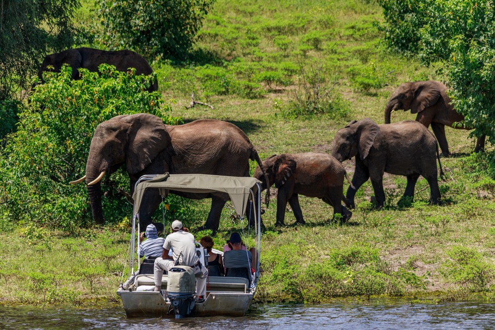 Chobe National Park Elephant Viewing From Boat