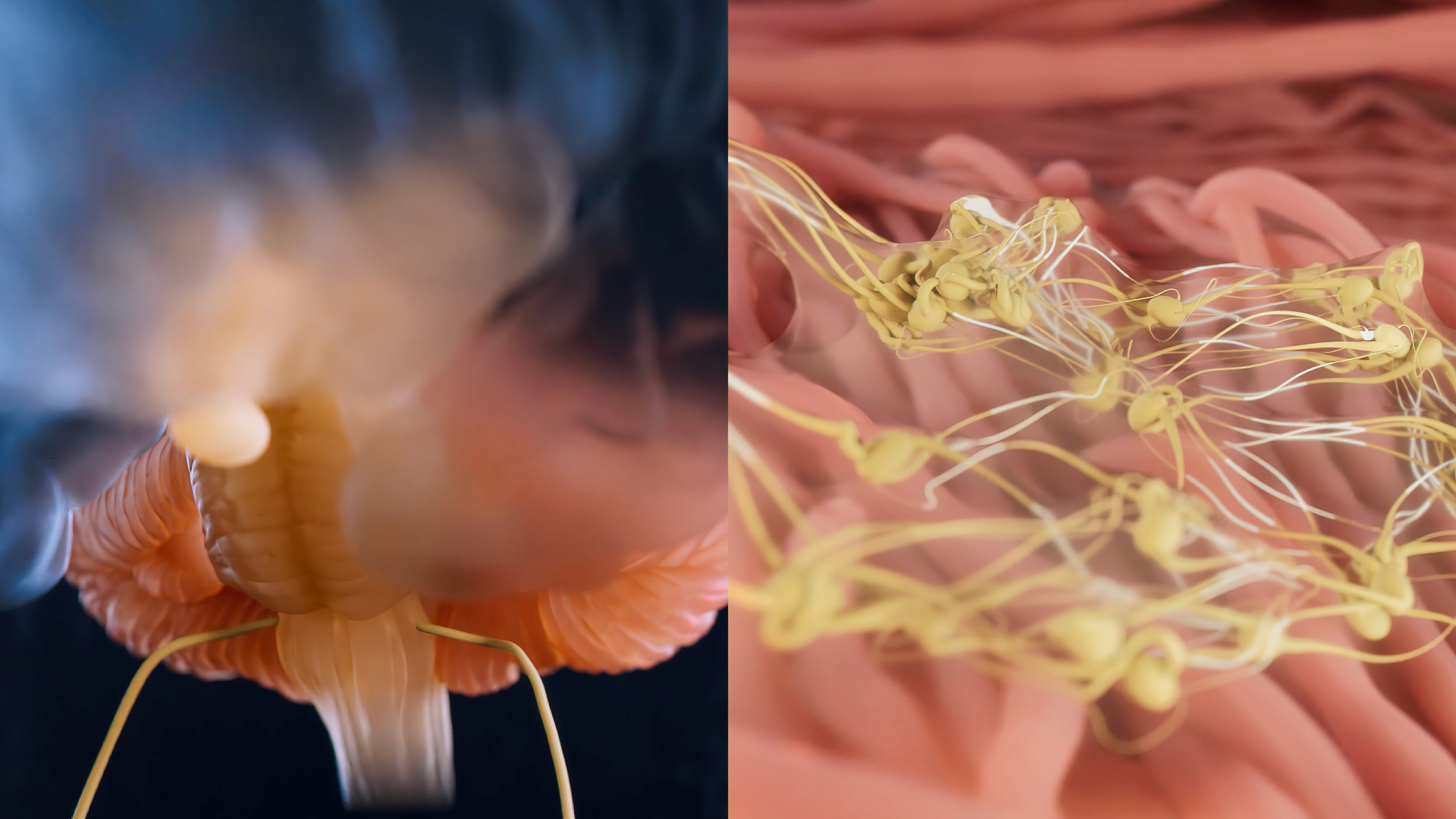 Split image with two panels showing brainstem anatomy and the enteric neurons