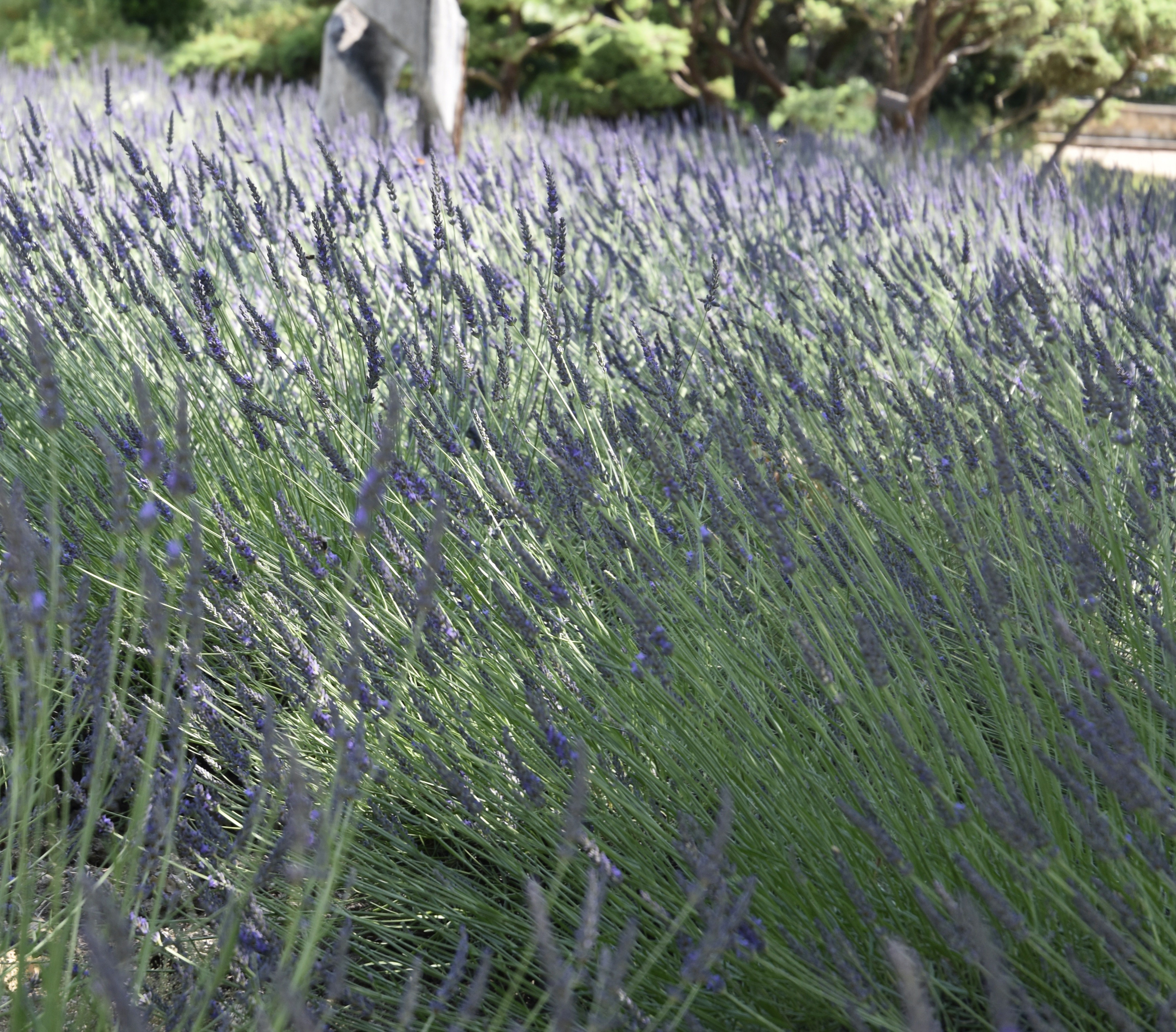 Lavendel