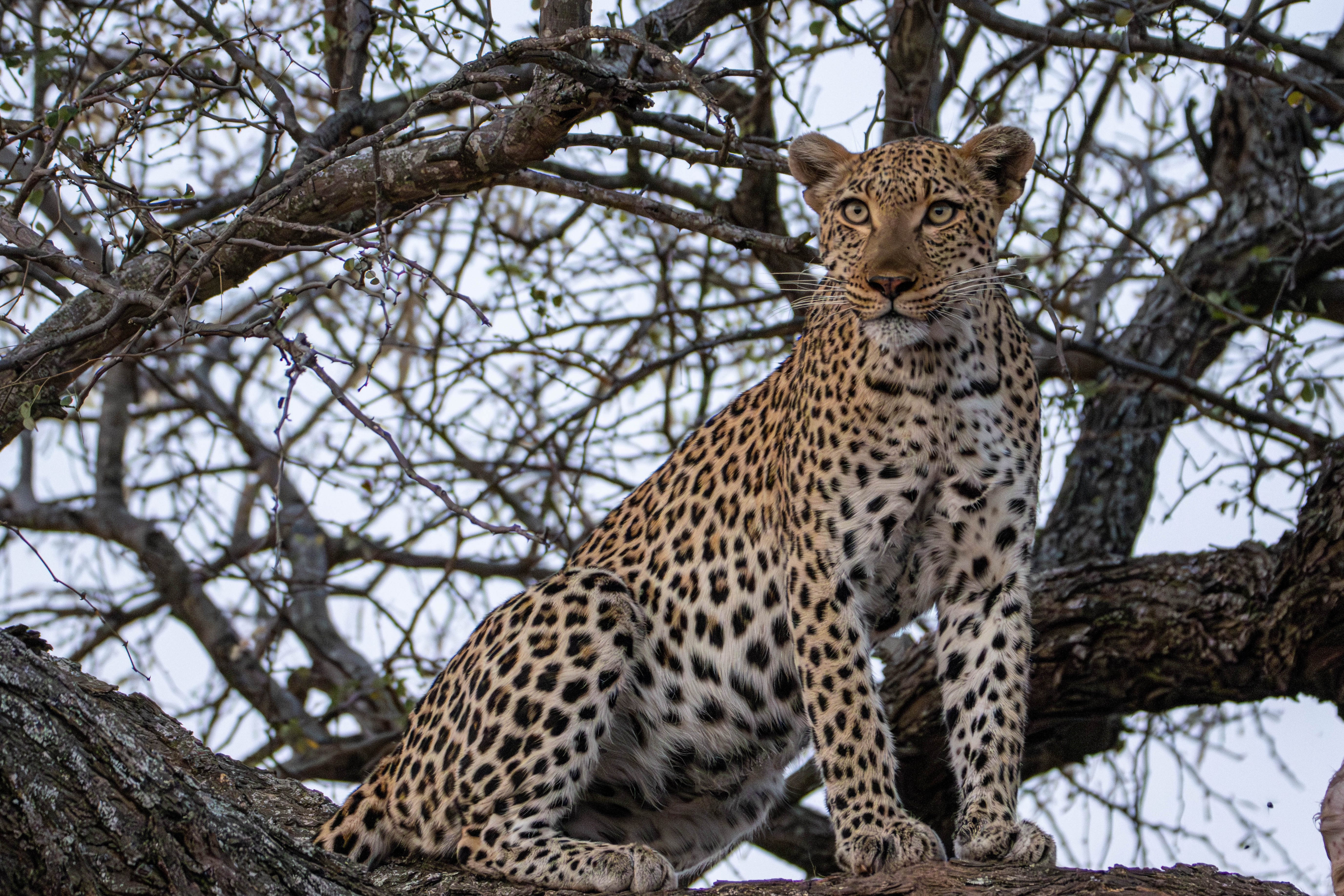 léopard dans un arbre