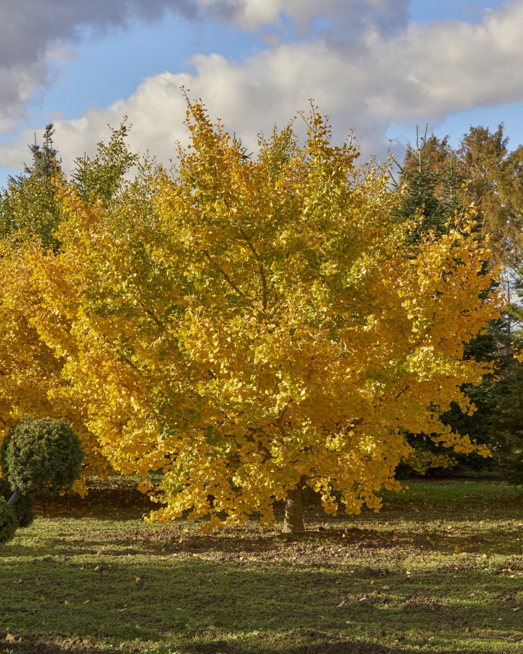 Ginkgo biloba ‘Tit’ mit kompakter, rundlicher Krone und dichtem Laub aus goldgelb gefärbten, fächerförmigen Blättern.