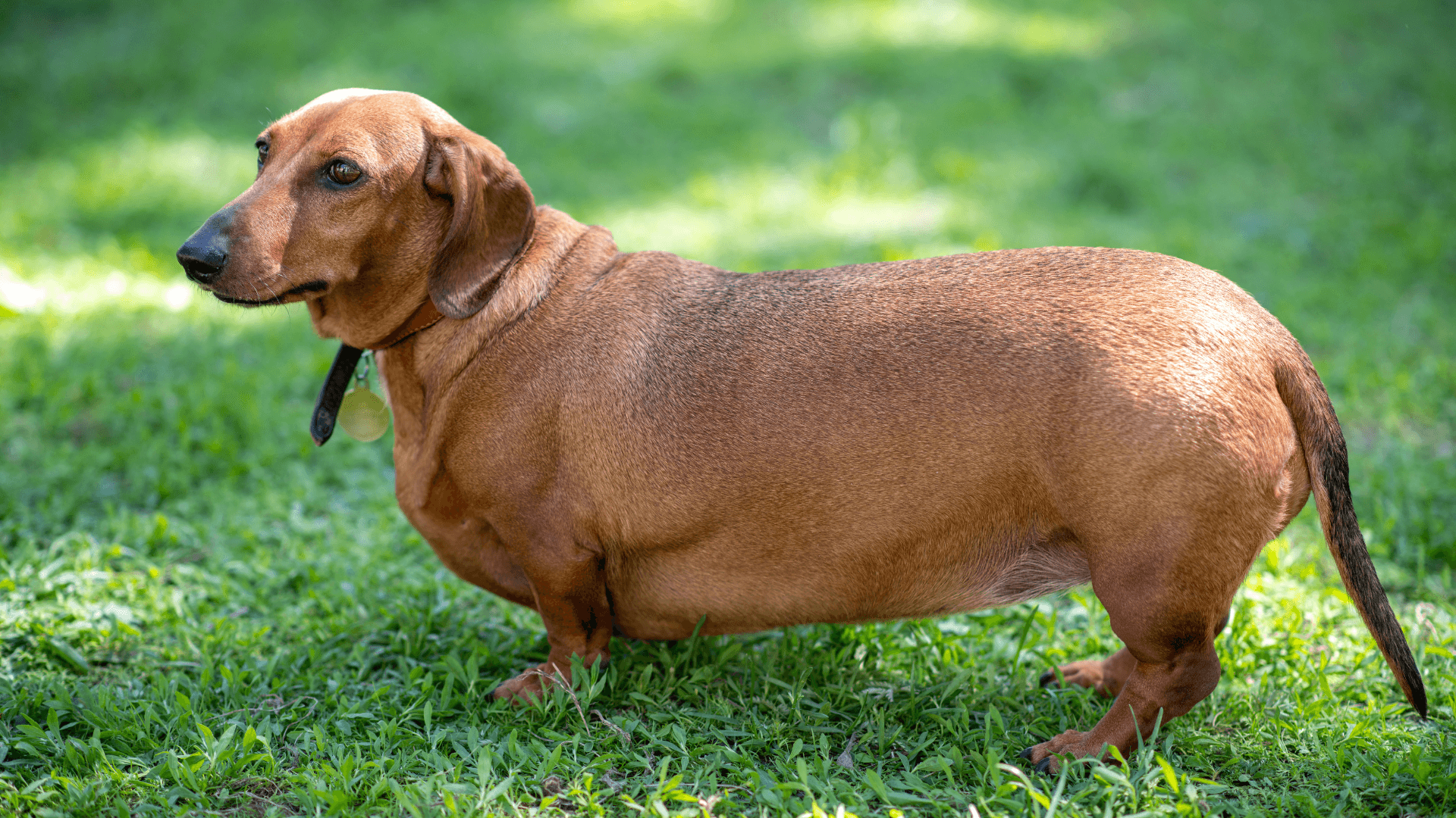 Dachshund dog overweight standing in the grass