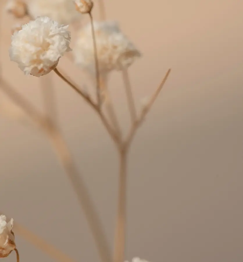 Two beautiful flowers