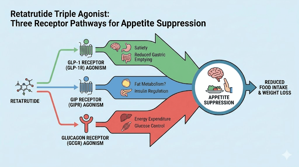 Retatrutide triple receptor mechanism for appetite suppression