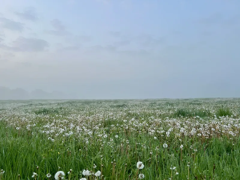 Ködös reggel a Bazsó Méhészetben