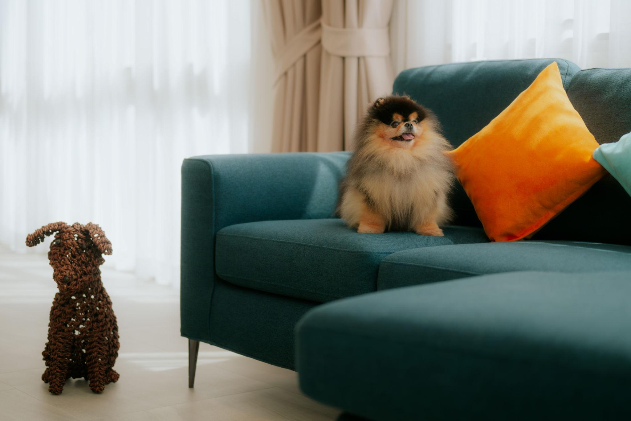 Condos vs Apartments vs Houses for renting with pets in Bangkok - dog on sofa