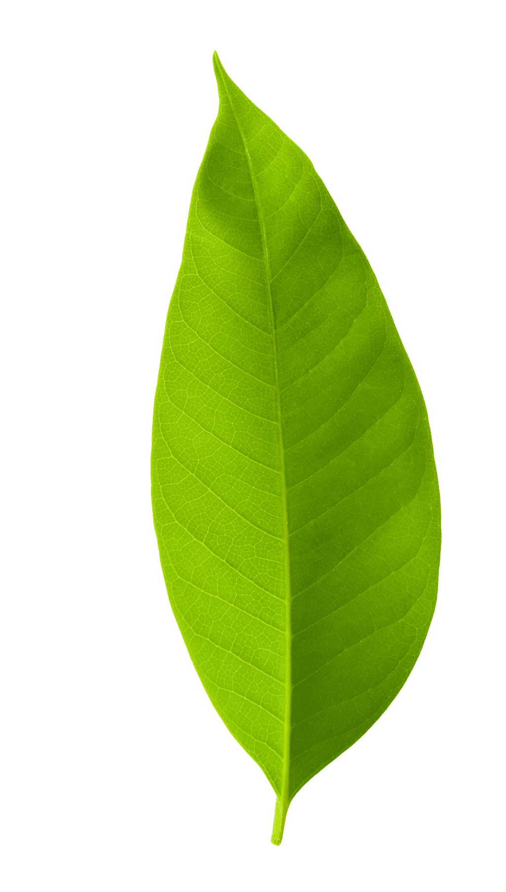 Bright green leaf isolated