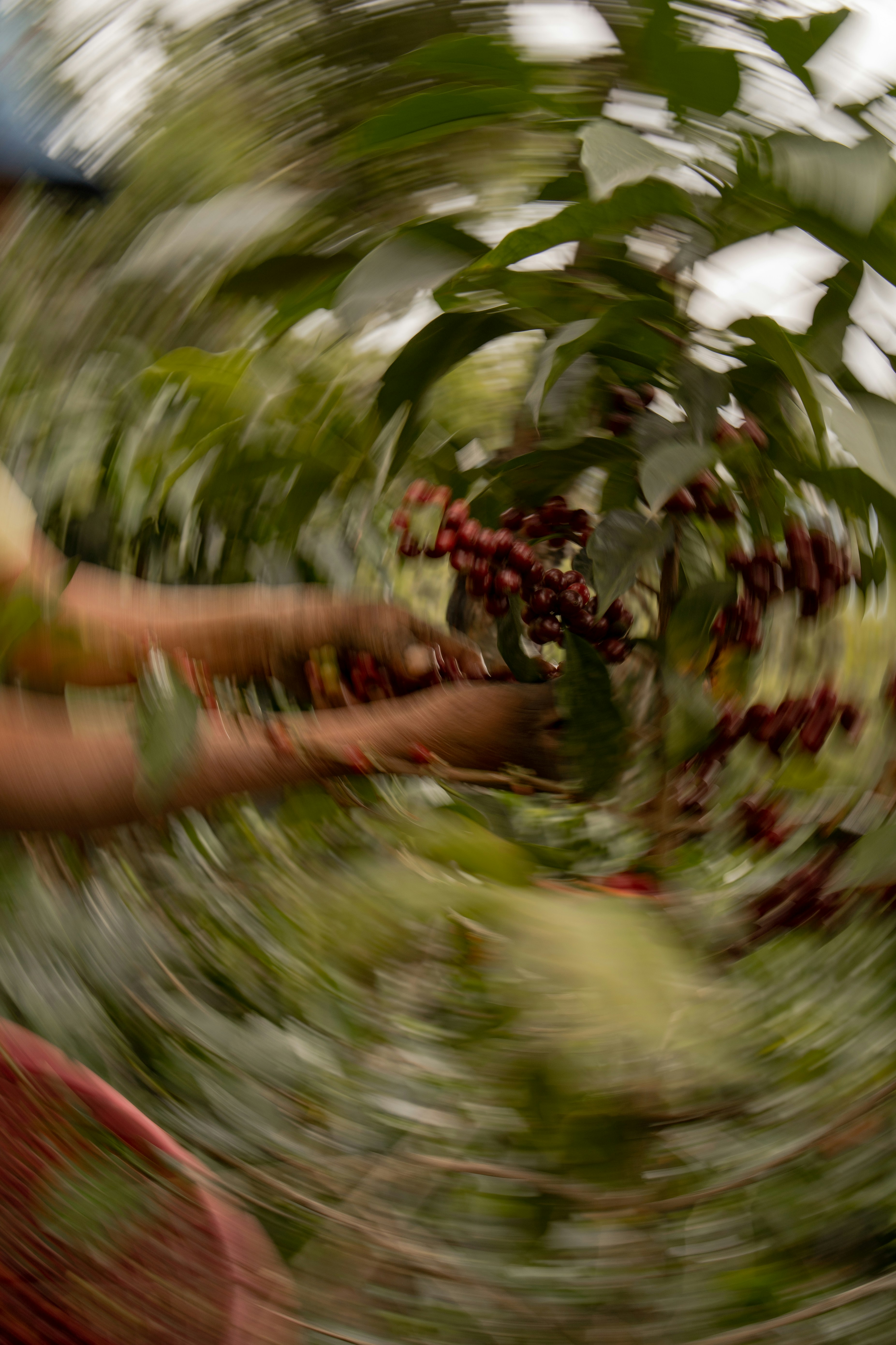 A blurry photo of a person picking berries from a tree