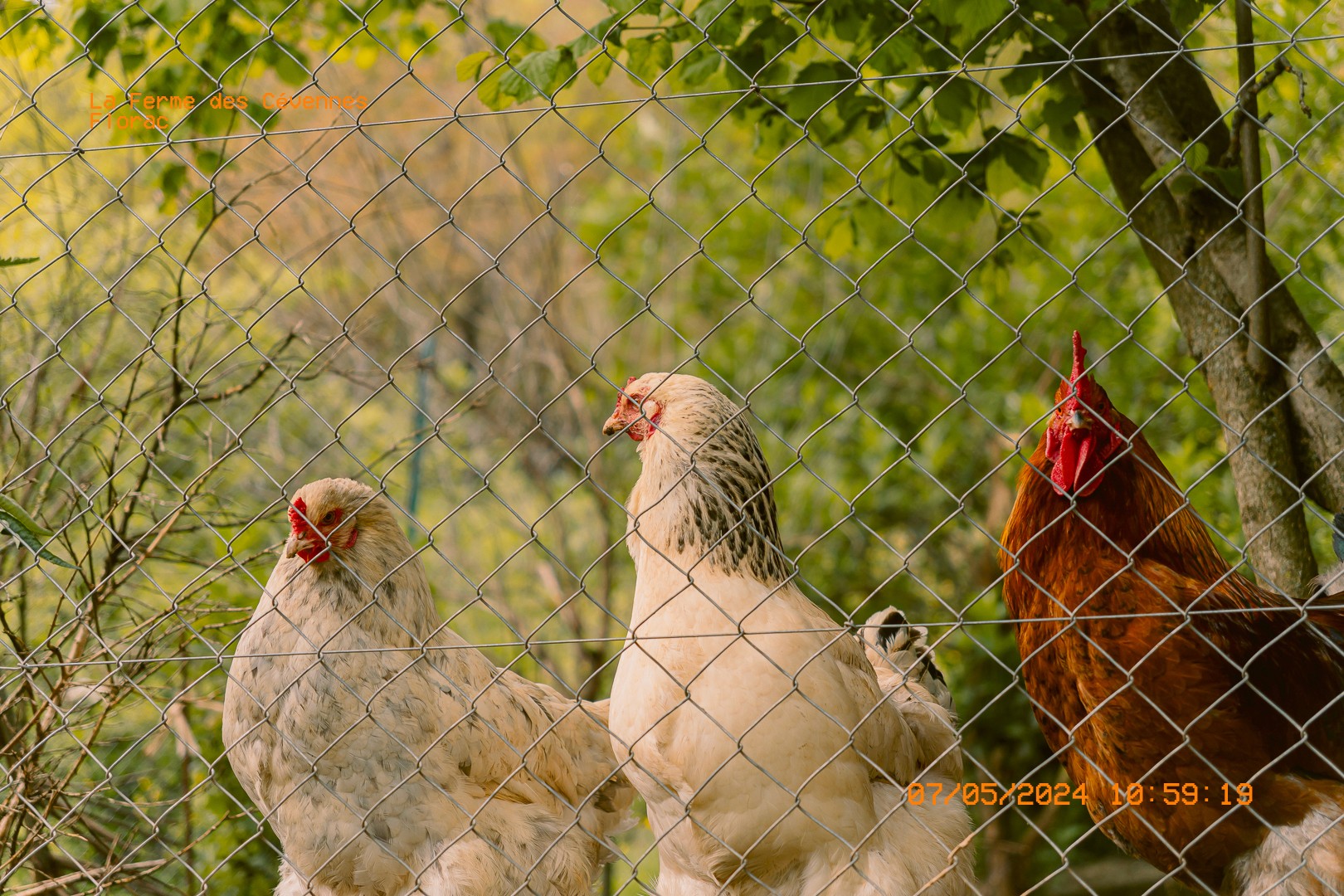 Poules et coq derrière un grillage dans un enclos.  