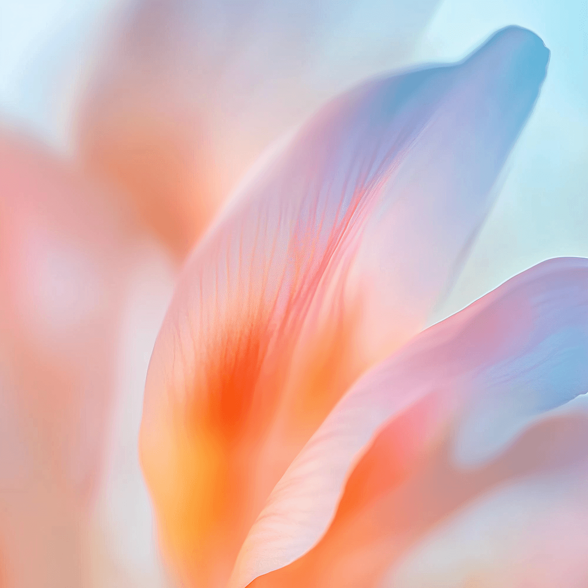 Abstract close-up of flower petals in pastel hues of orange, pink, and blue, showcasing delicate textures and a dreamy gradient effect.