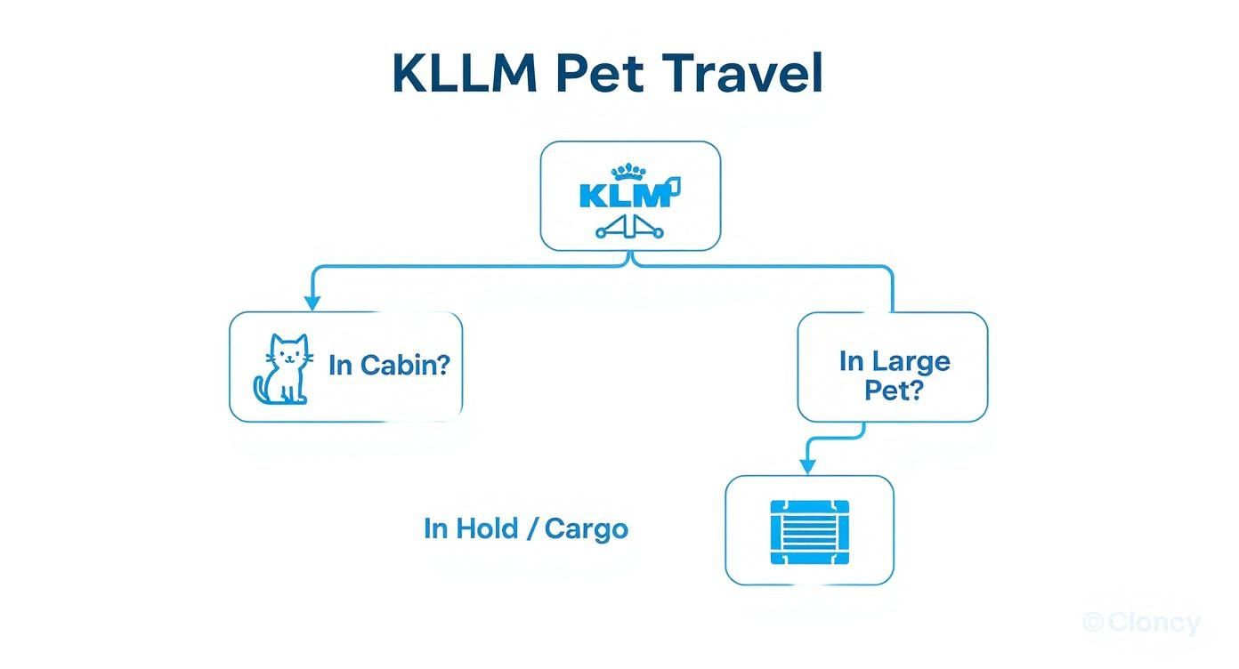 KLM pet travel flowchart showing options for in cabin travel and hold cargo transport
