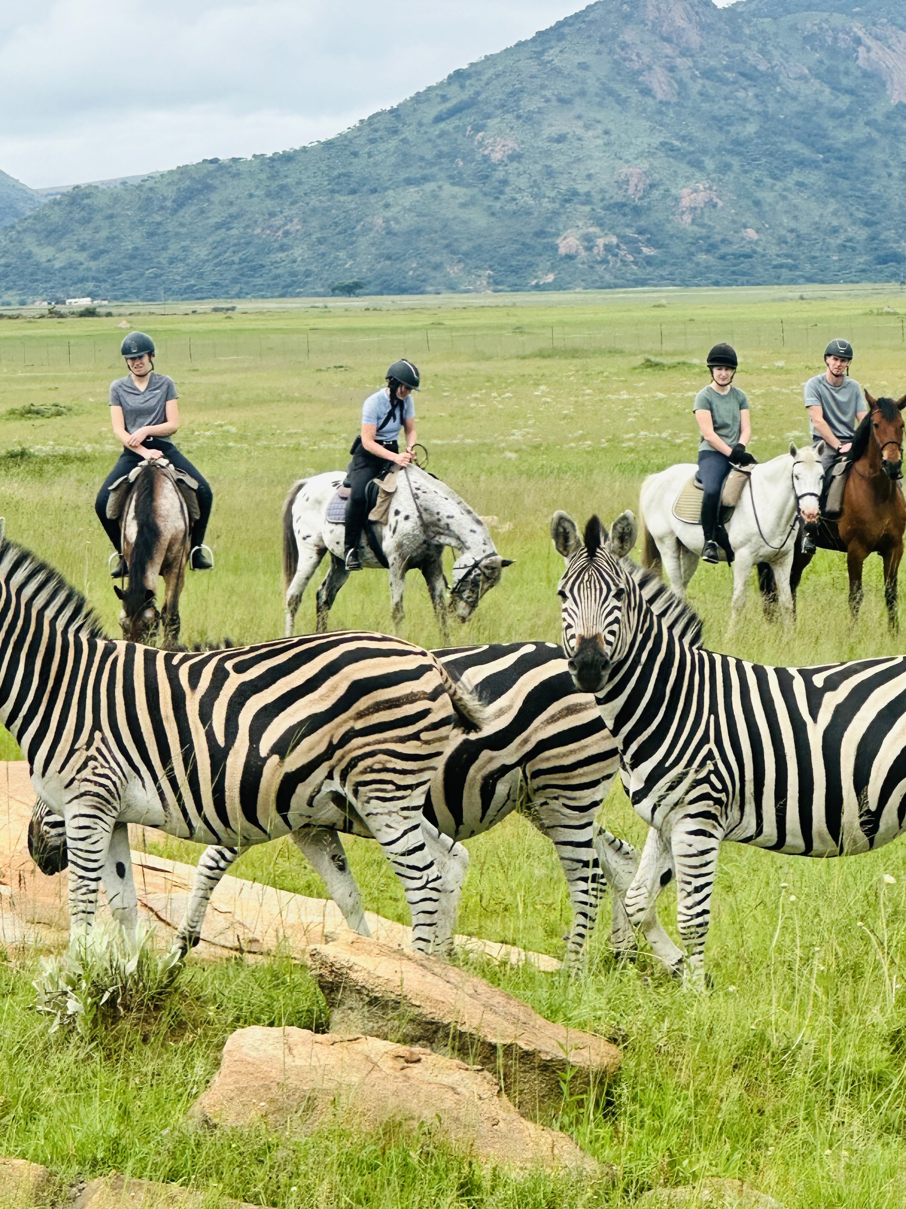 Kilimanjaro Elephant Ride, Arusha National Park, Tanzania – elefant i högt gräs tittar mot kameran, medan fem ryttare till häst på ridsafari i bakgrunden betraktar elefanten i ett grönt och frodigt landskap.