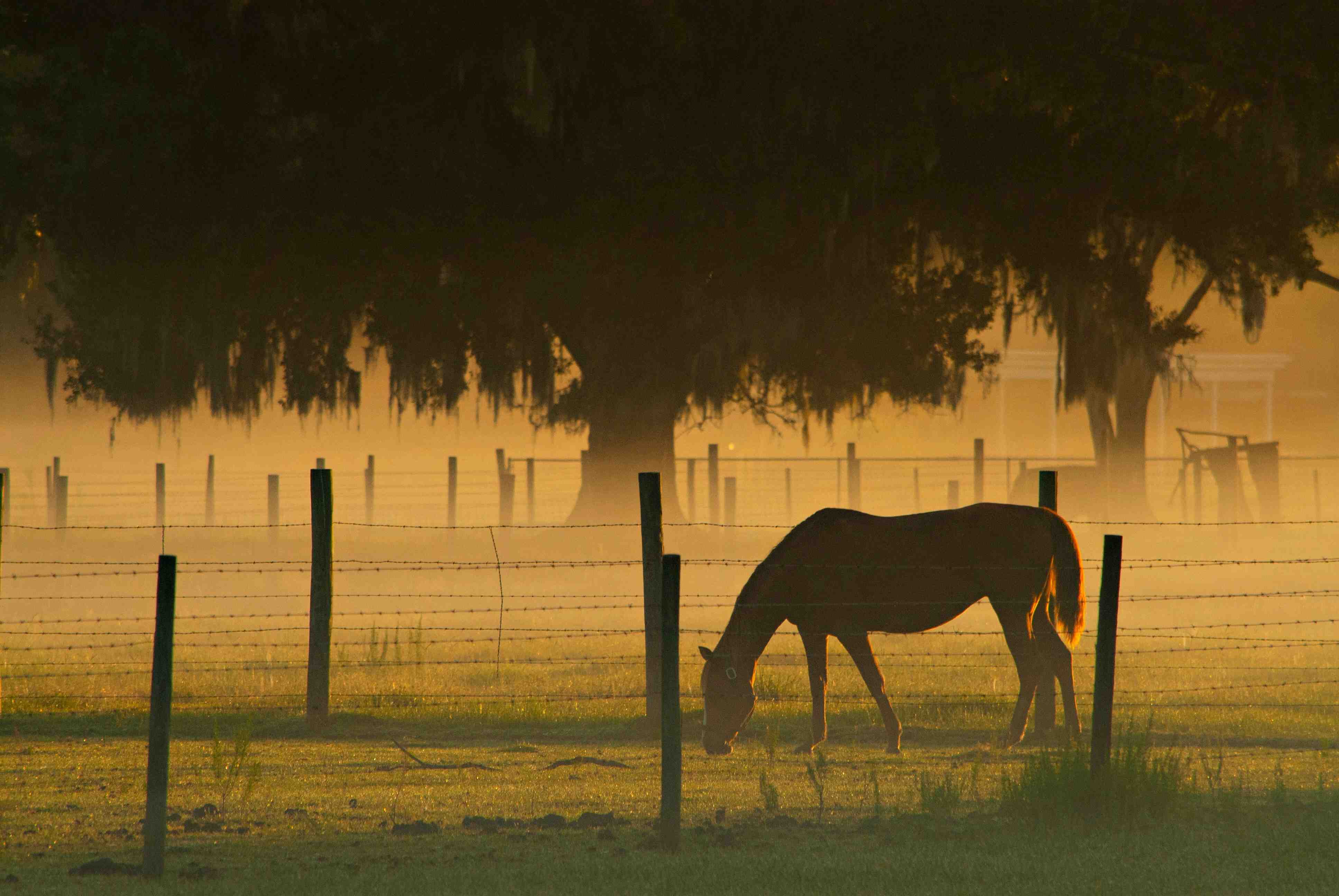 A horse at sunset grazing by a tree