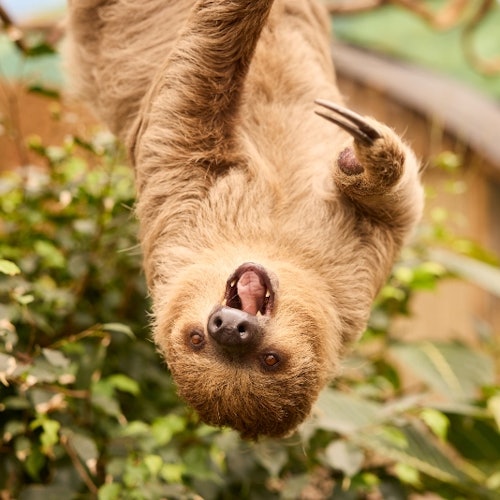 Overloon 动物园:Overloon 的门票