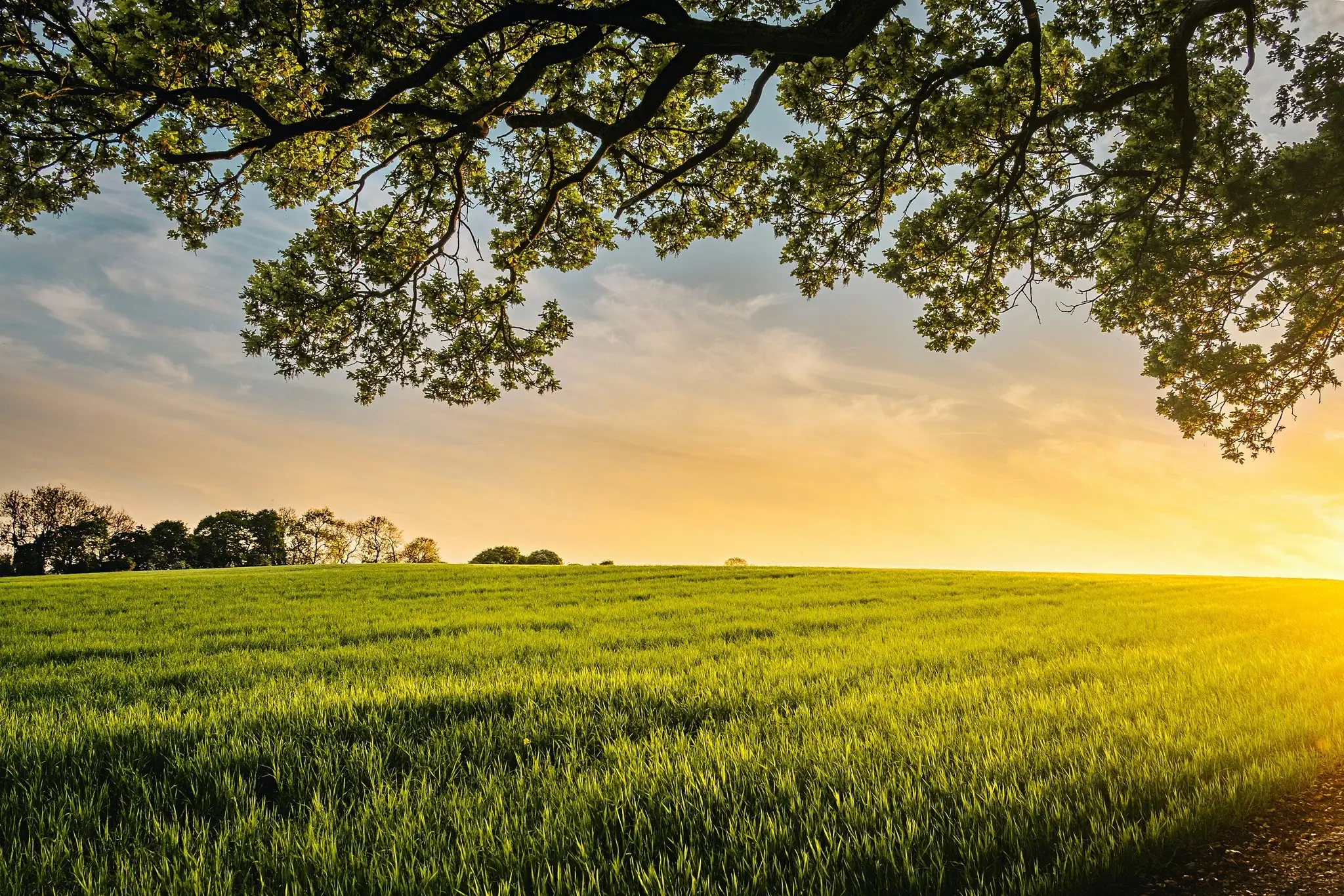landscape photography of field