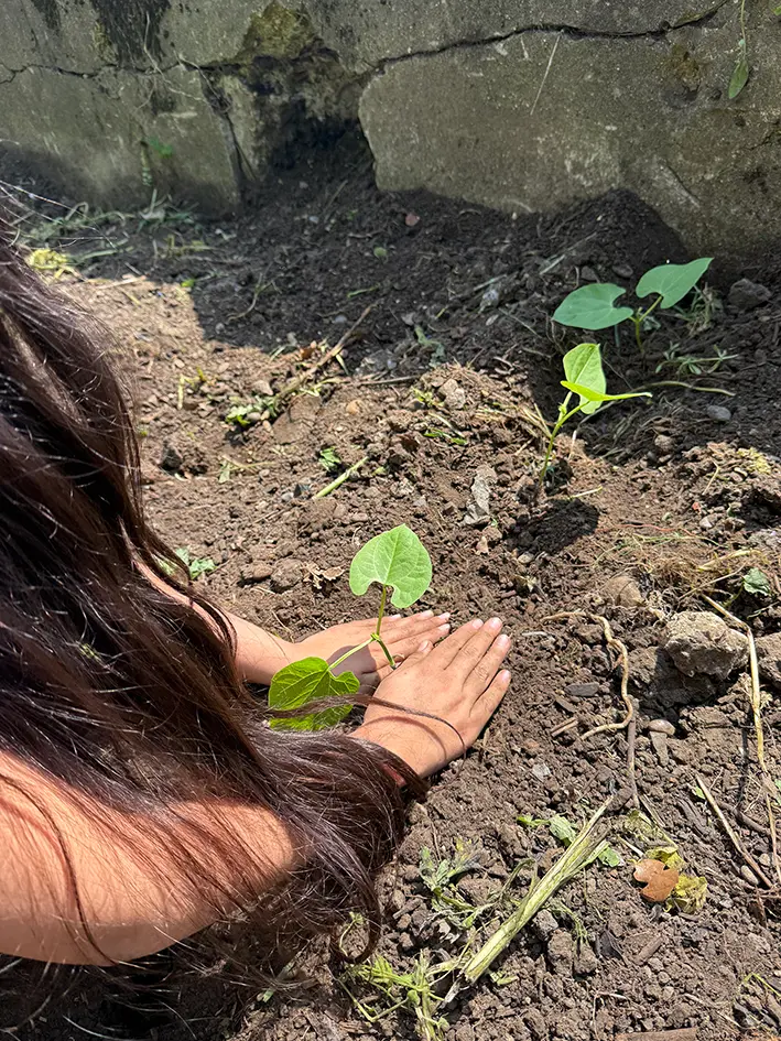 A hand holding a small plant, with green leaves, in a patch of soil outdoors.