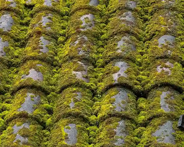 Démoussage à Saint Bireuc, toiture remplie de mousse