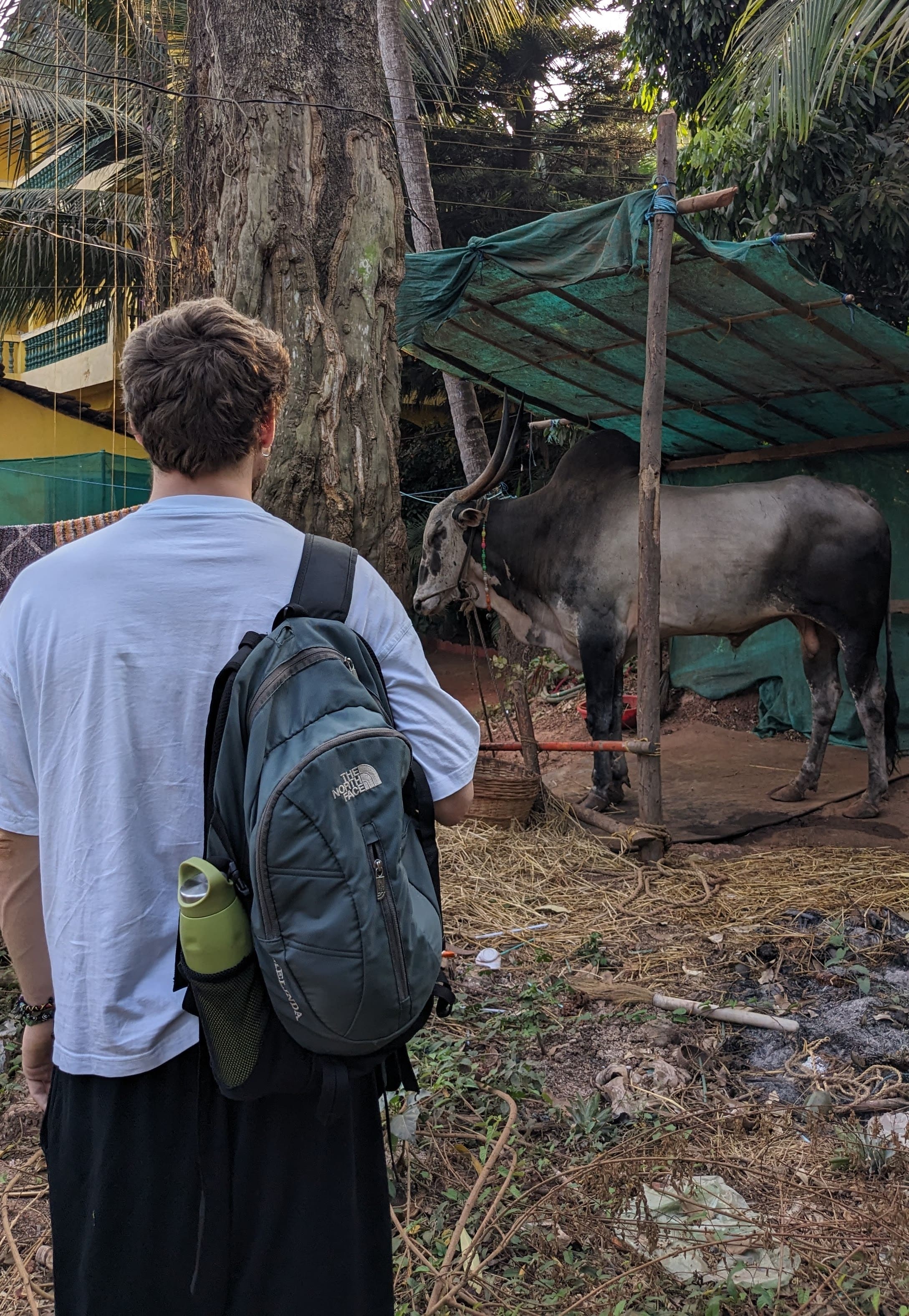 Image of Pit with bag in front of a bull