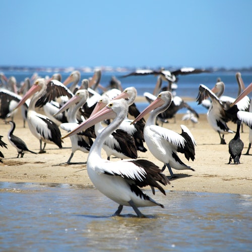 Pelicans