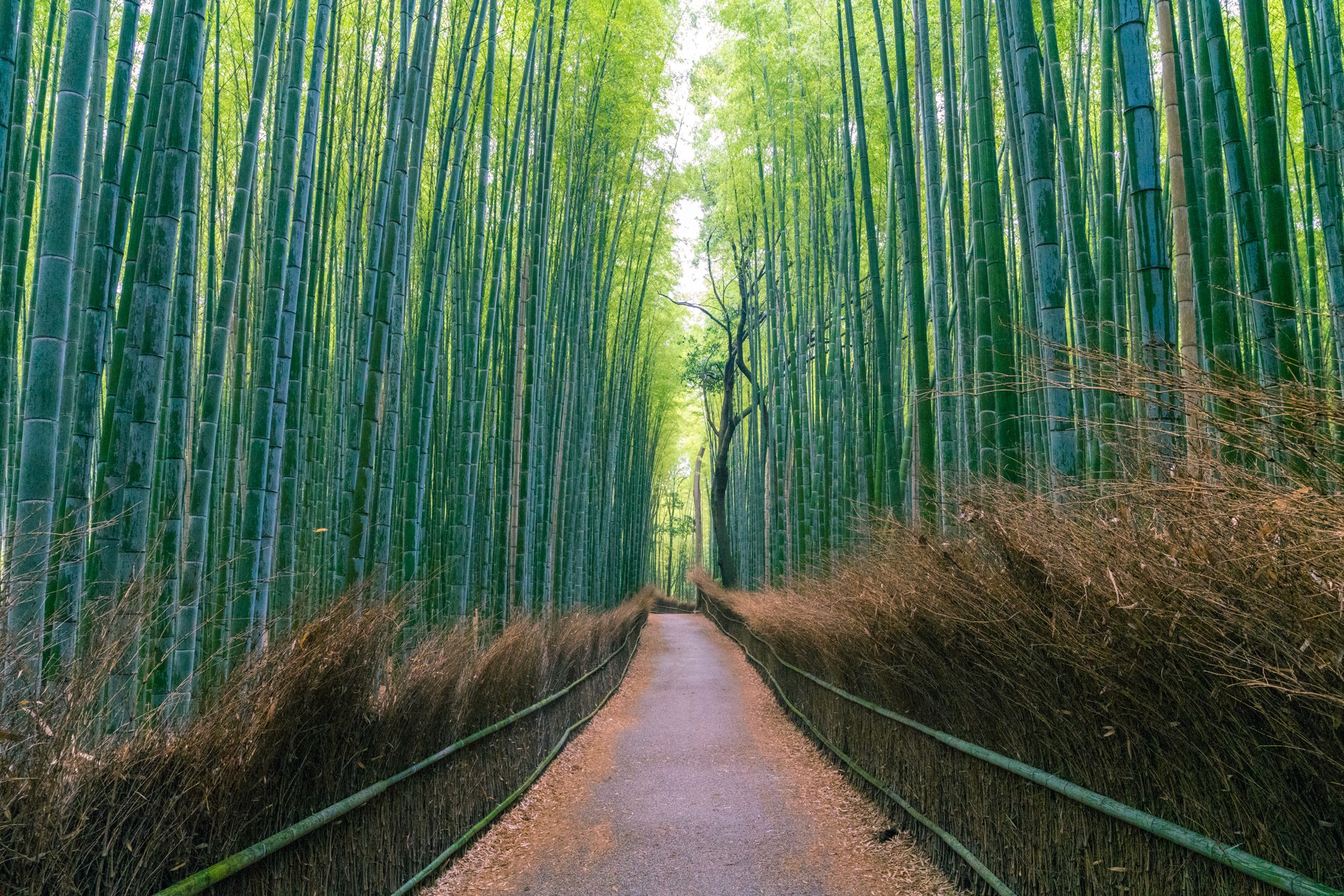 image of a woman on a trail