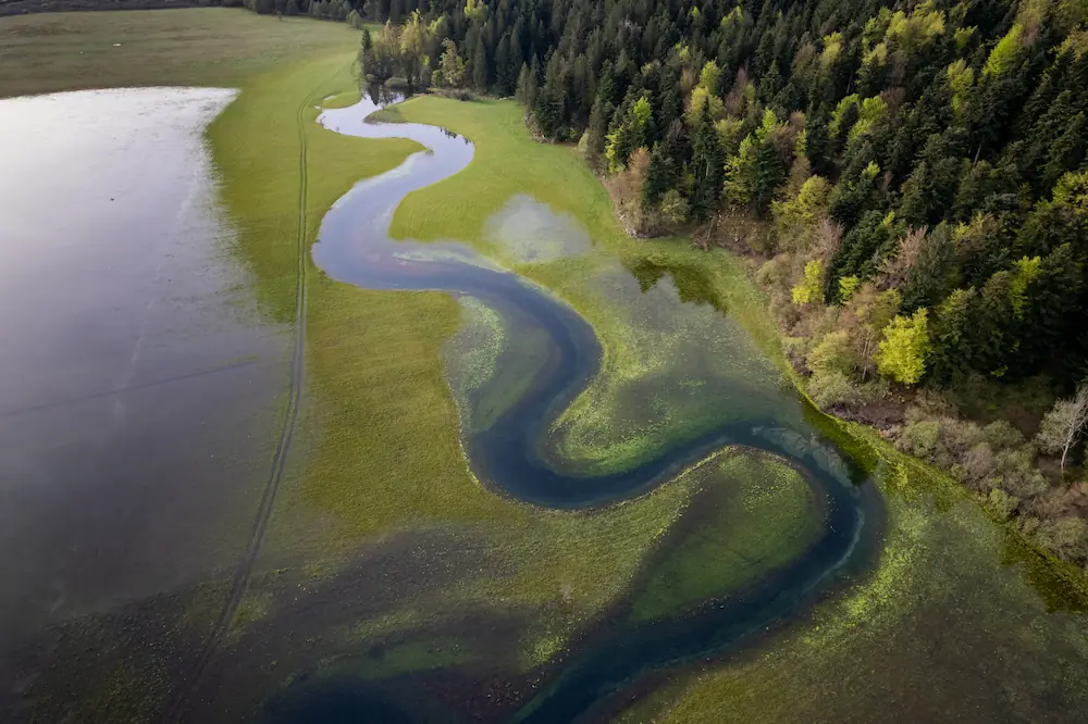  Aerial drone view of a winding blue river meander flowing through the vibrant green karst fields of Lake Cerknica, Slovenia, bordered by a dense evergreen forest.