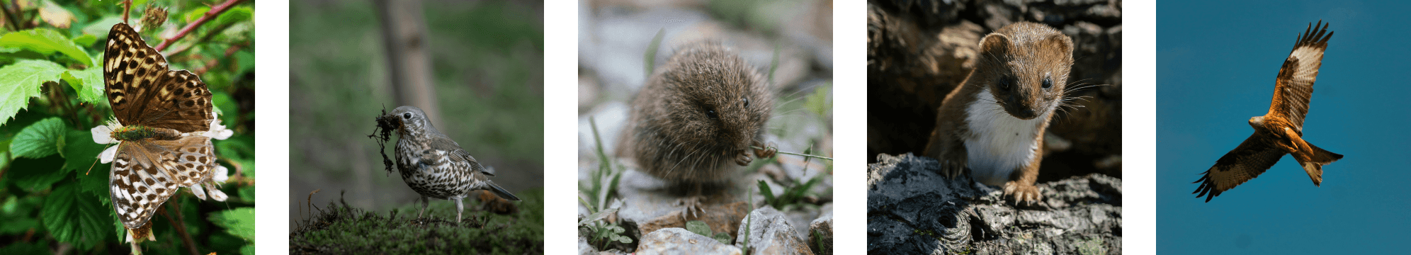 five images of UK wildlife. Moth, bird, vole, stoat, red kite