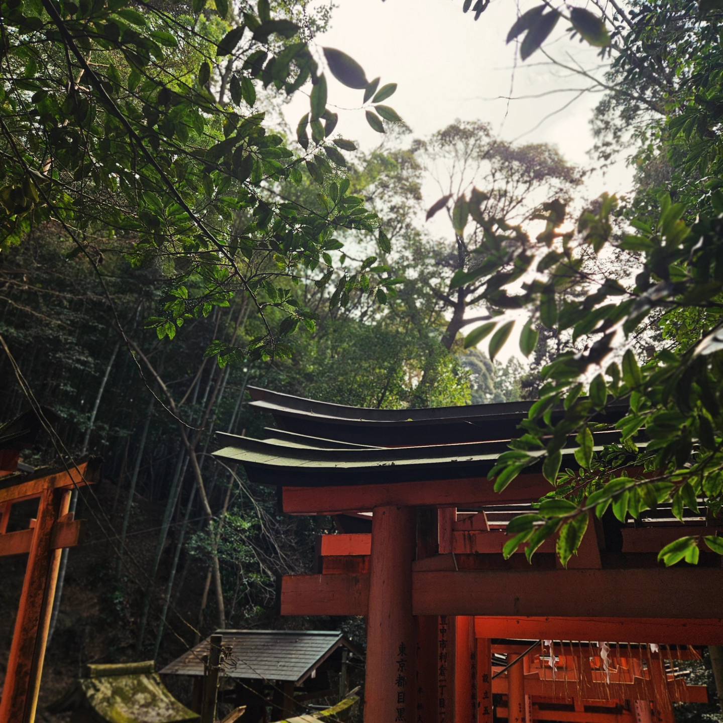 Vintage Car Under Palm Trees