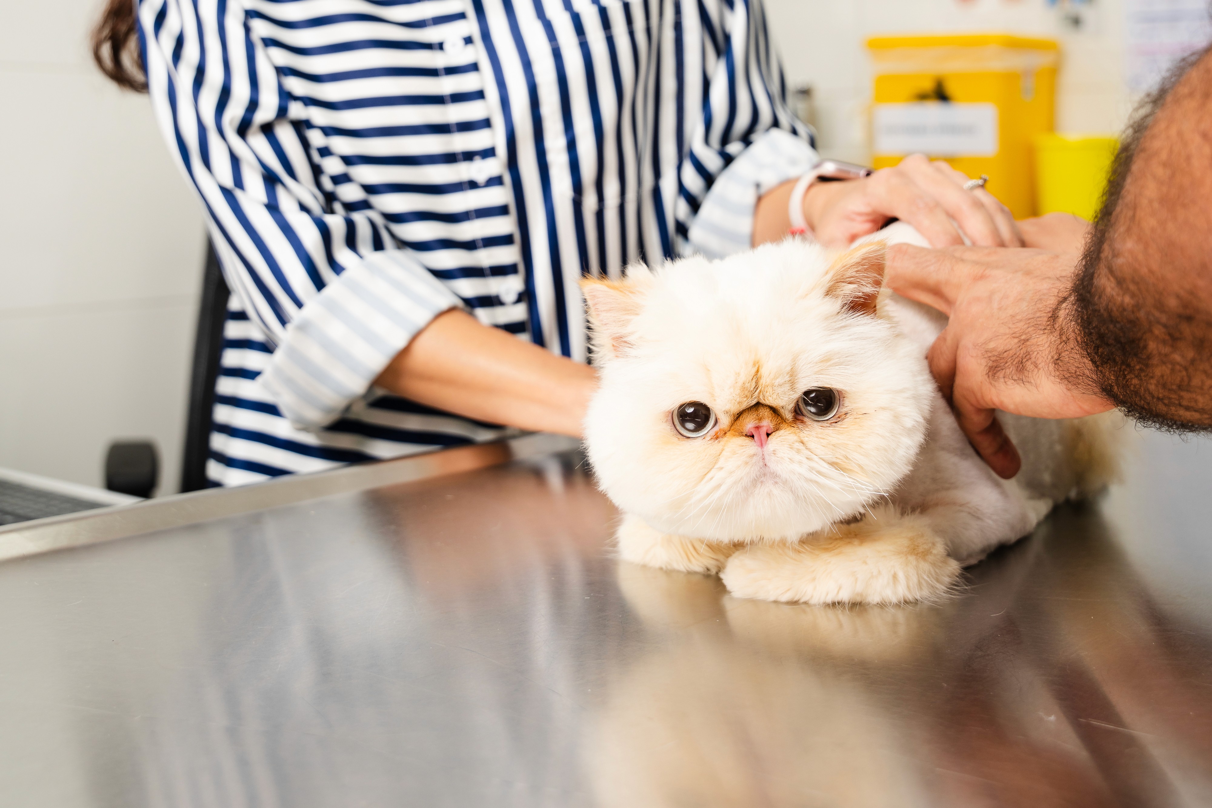 Causes of Infection in Cats