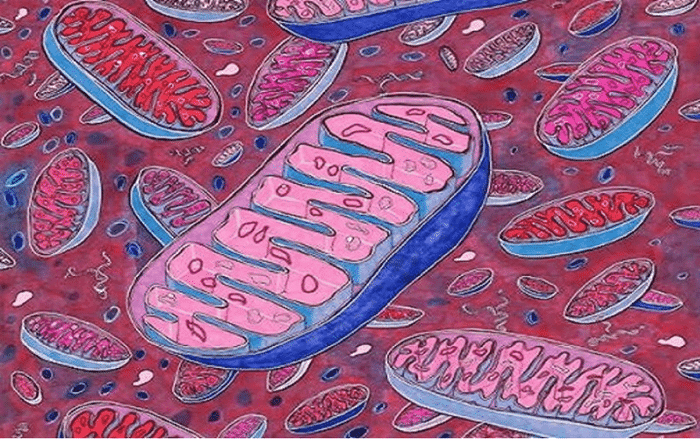 Mitochondrial Genomes