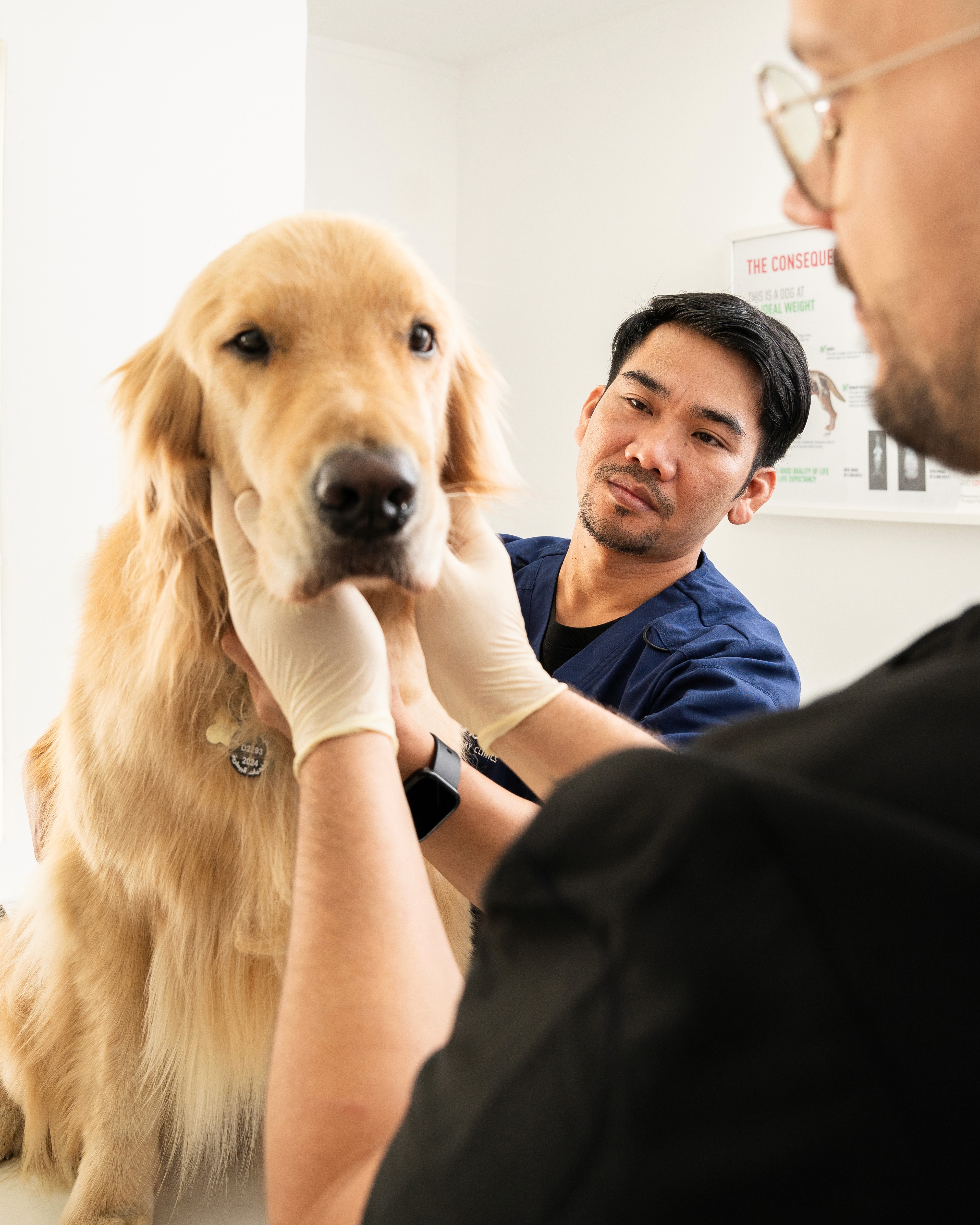 Skin Papillomas in Dogs: Causes, Signs, and Treatment