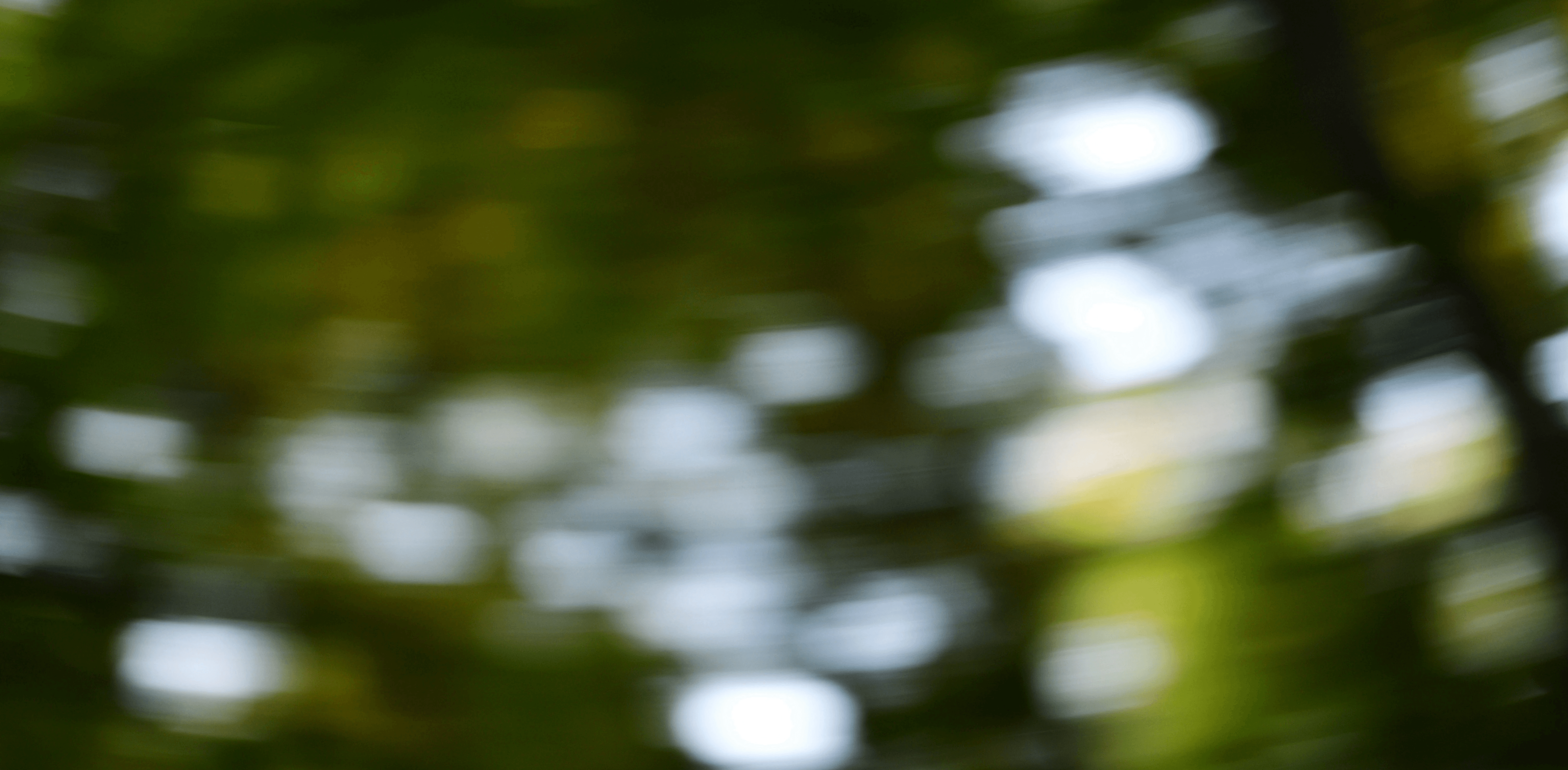 A blurry photo of a green plant