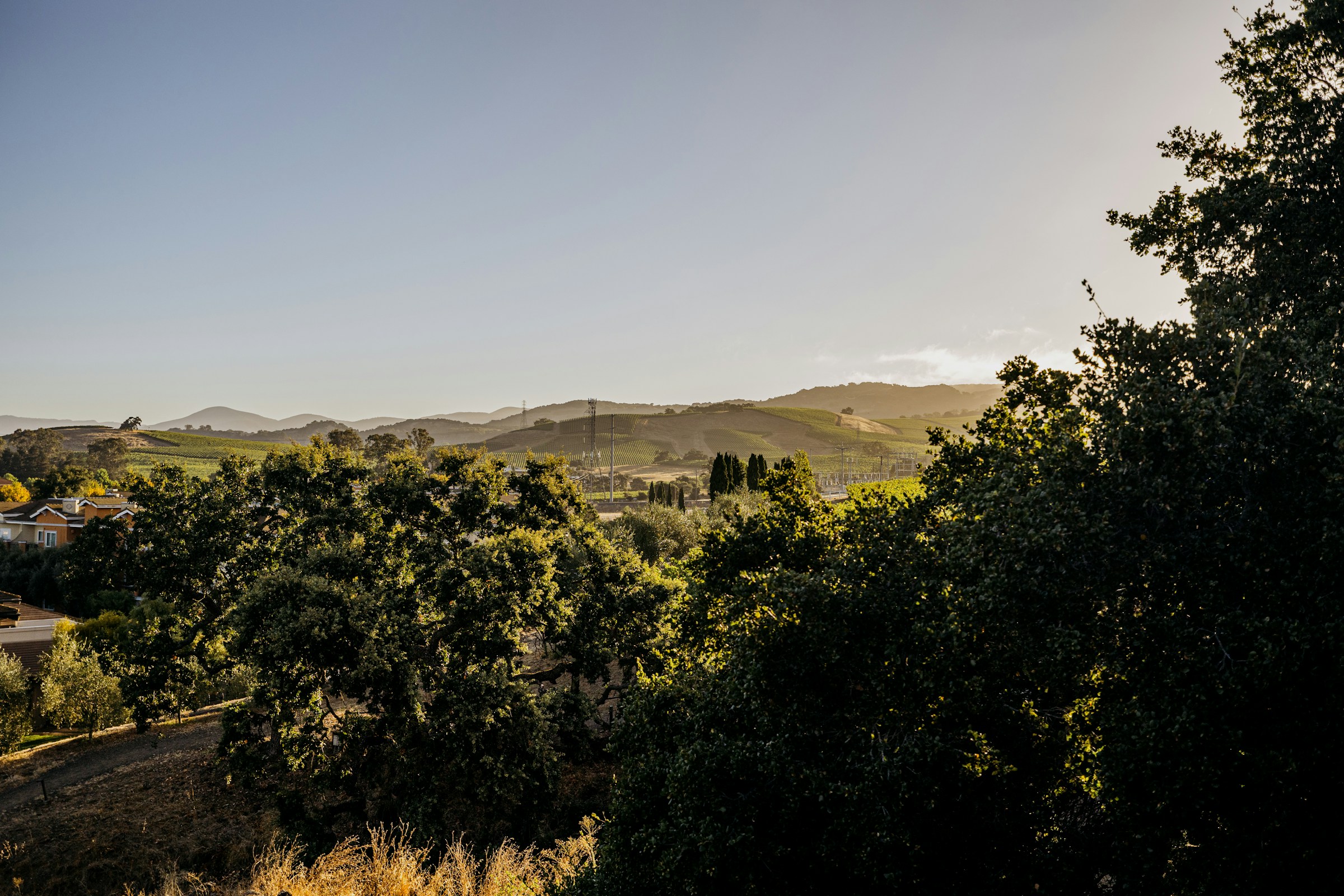 Sunlit vineyard hills in Napa and Sonoma wine country