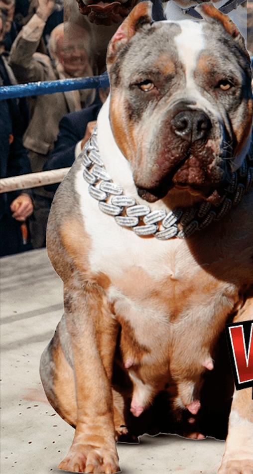 American Bully XL Puppies for Sale