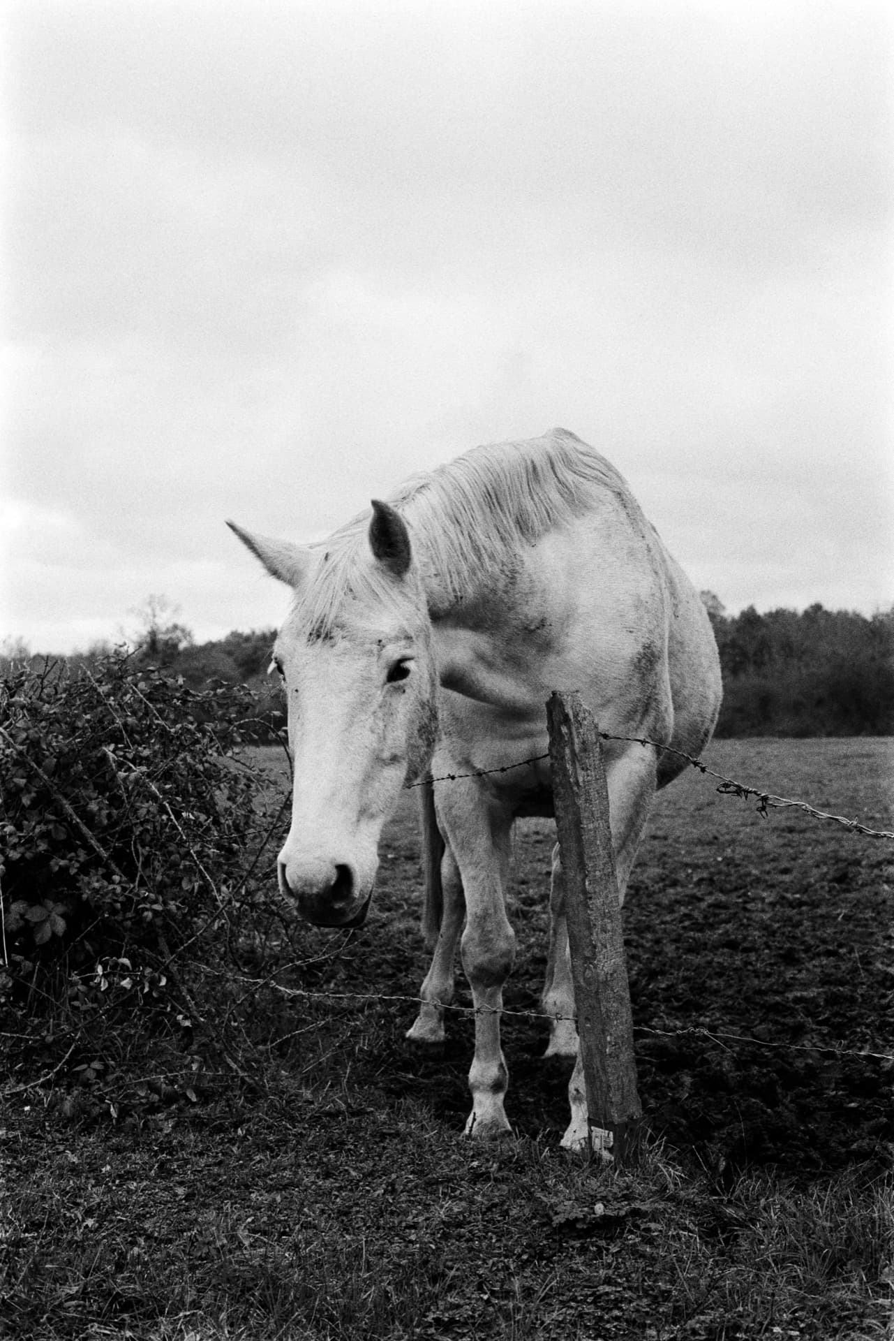 White horse standing at barbed wire fence in muddy field with treeline behind