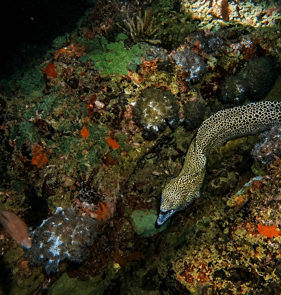 Moray eel and reef life at North Reef dive site in Trincomalee