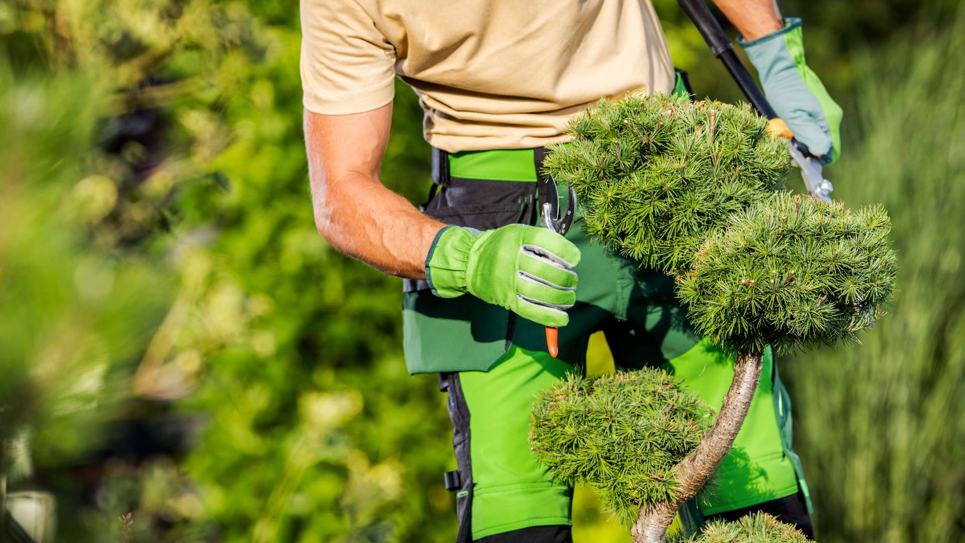 Residential Shrub And Tree Maintenance 