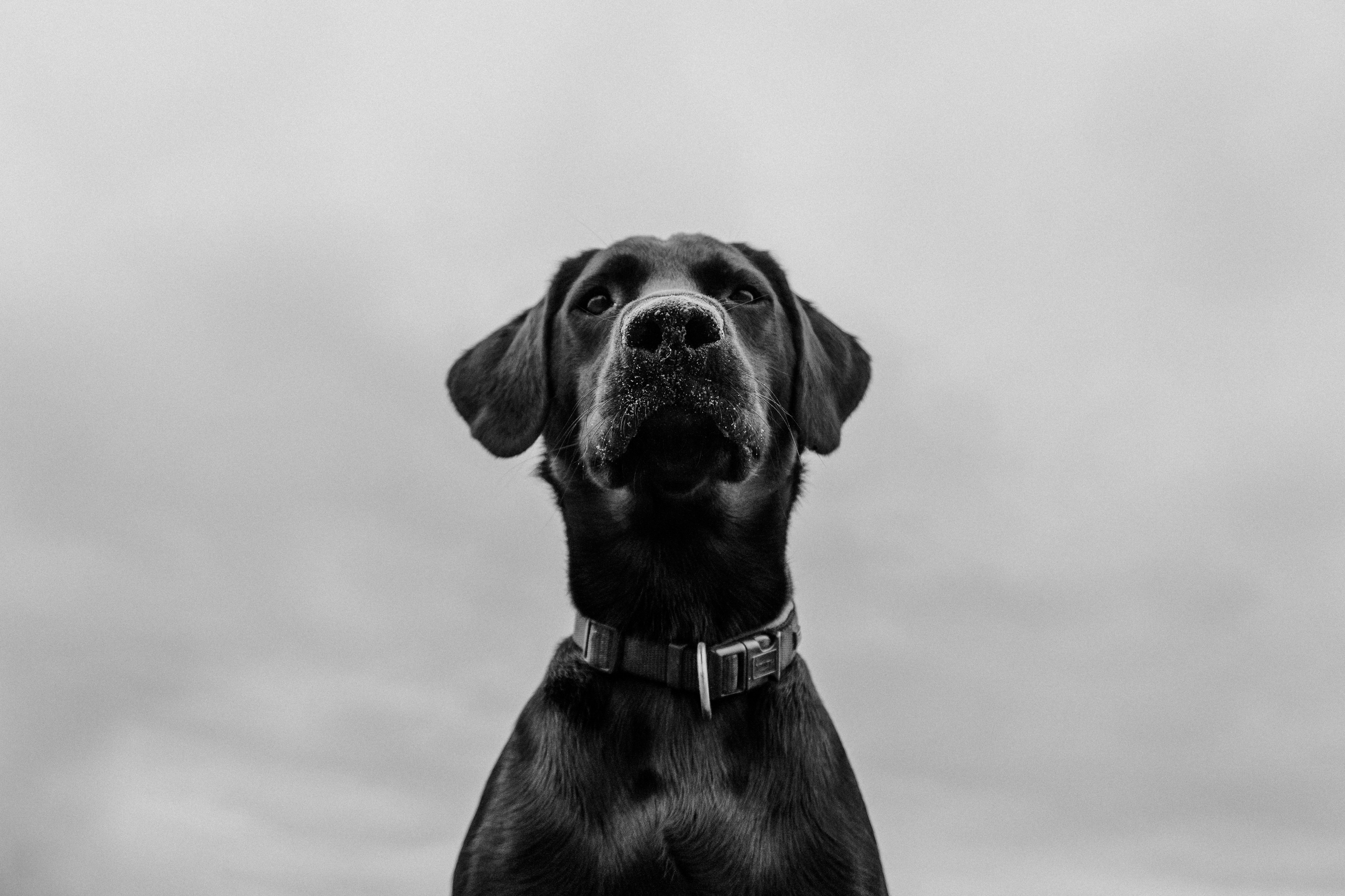 a black and white dog