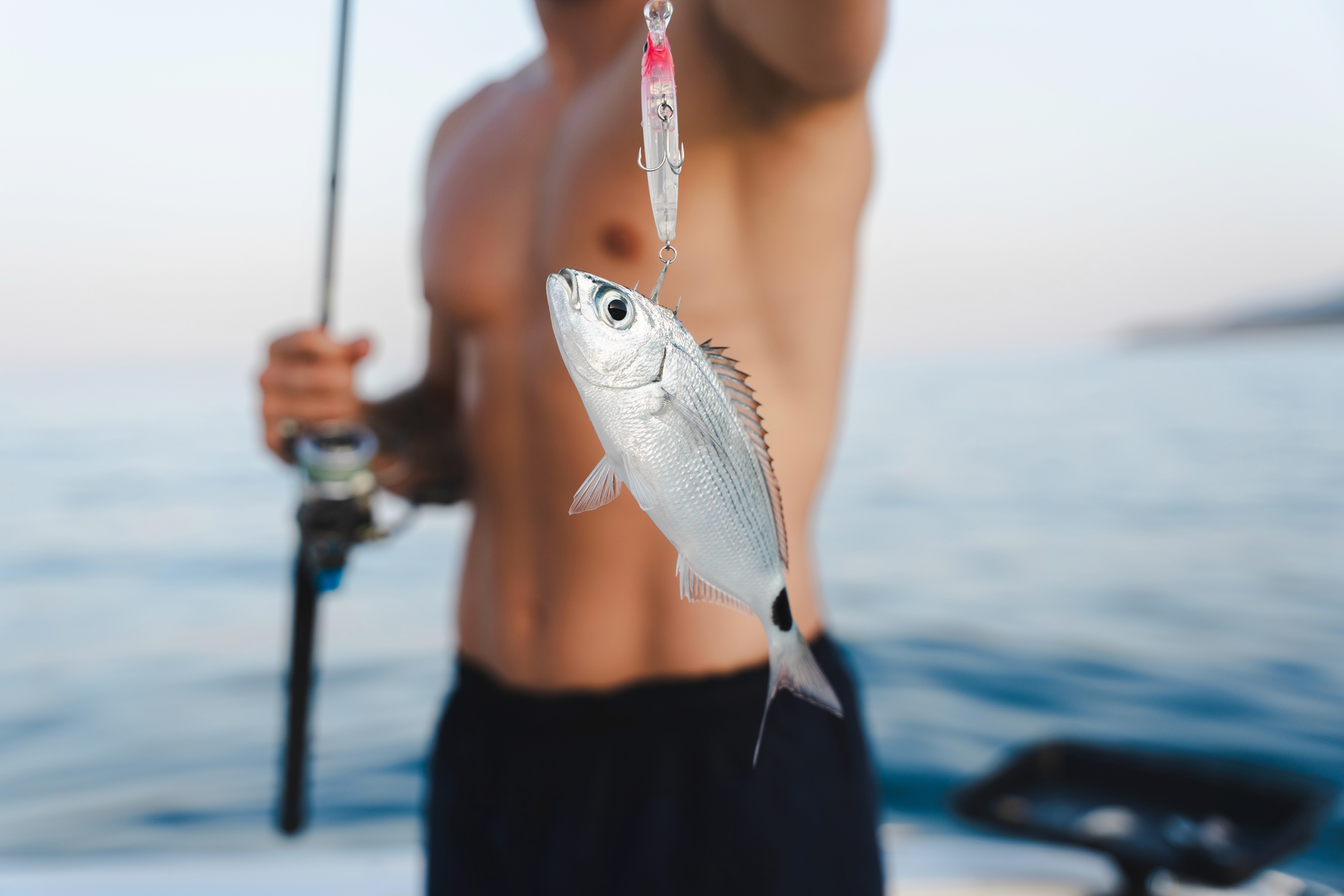 Freshly caught fish on a fishing lure held by a fisherman during a boat fishing trip on the Adriatic Sea.