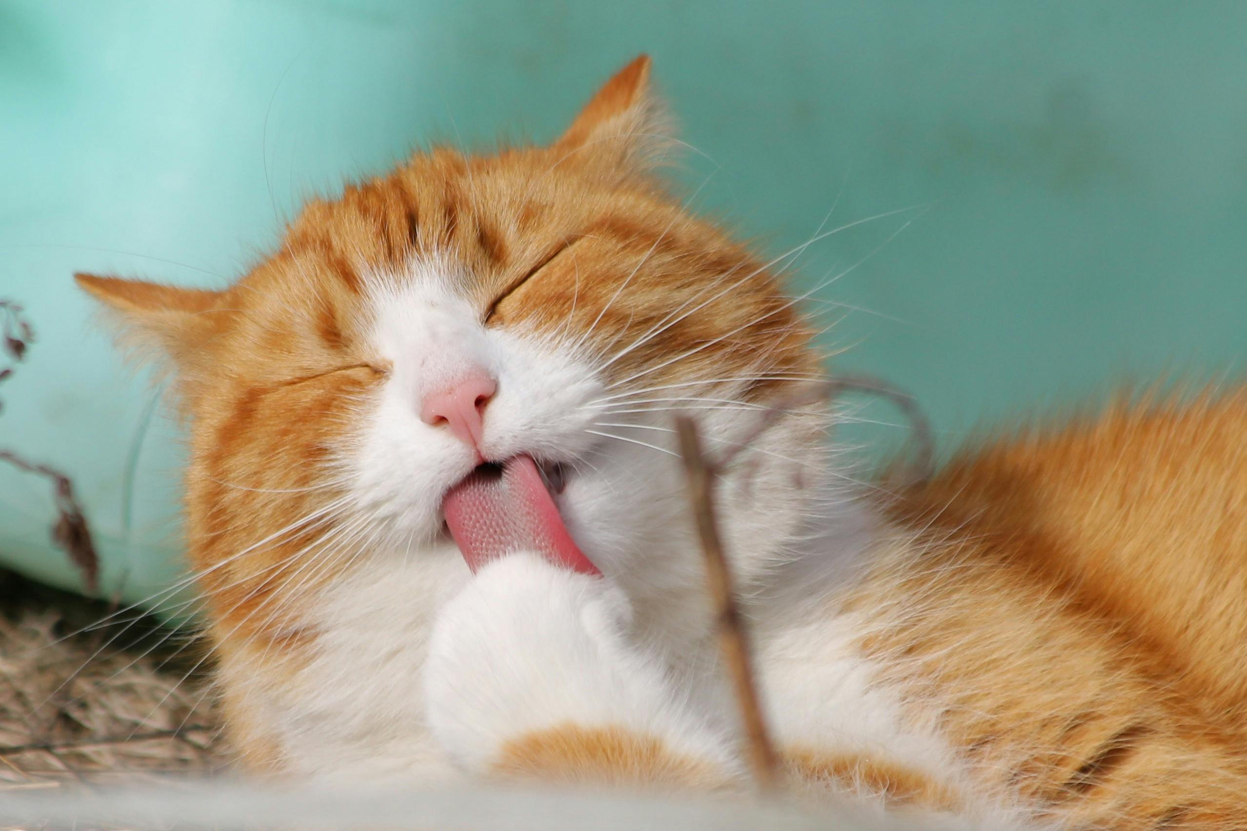 What are the Effects of Catnip on Cats?