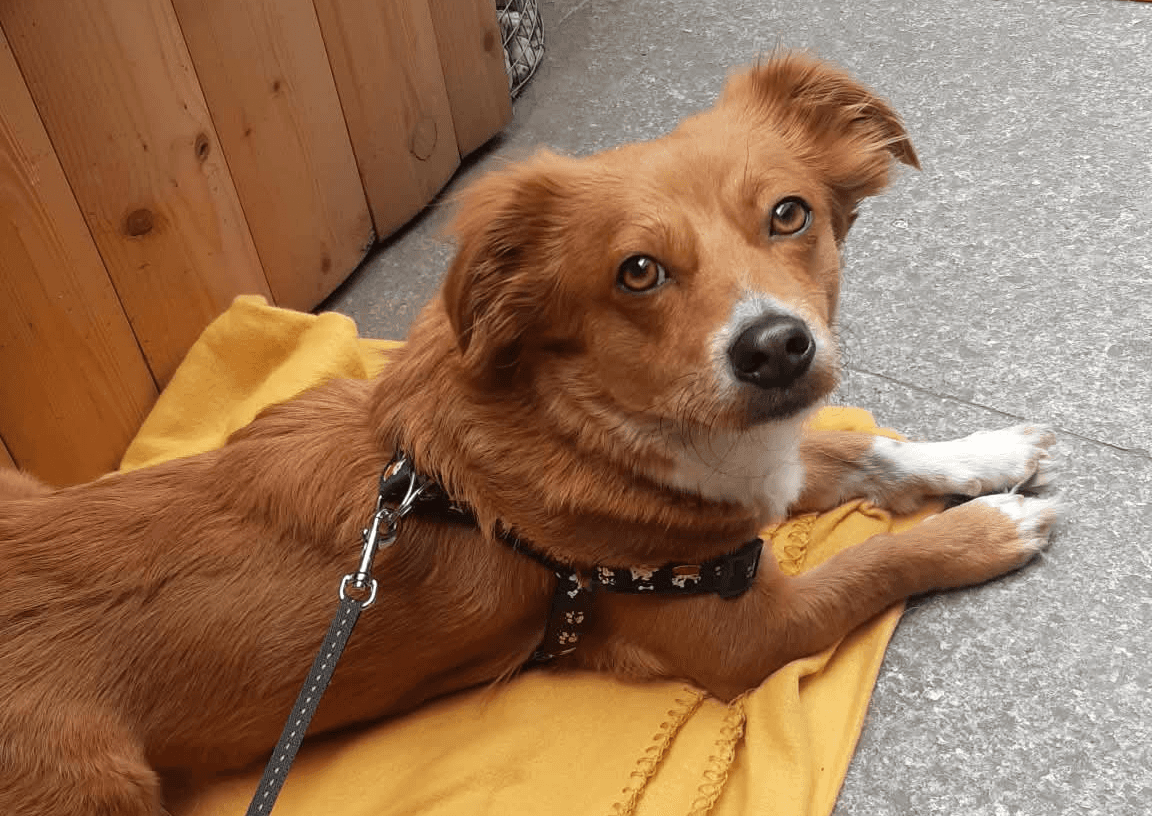 Raynor's rescue dog, Foxy, whom he found in Romania