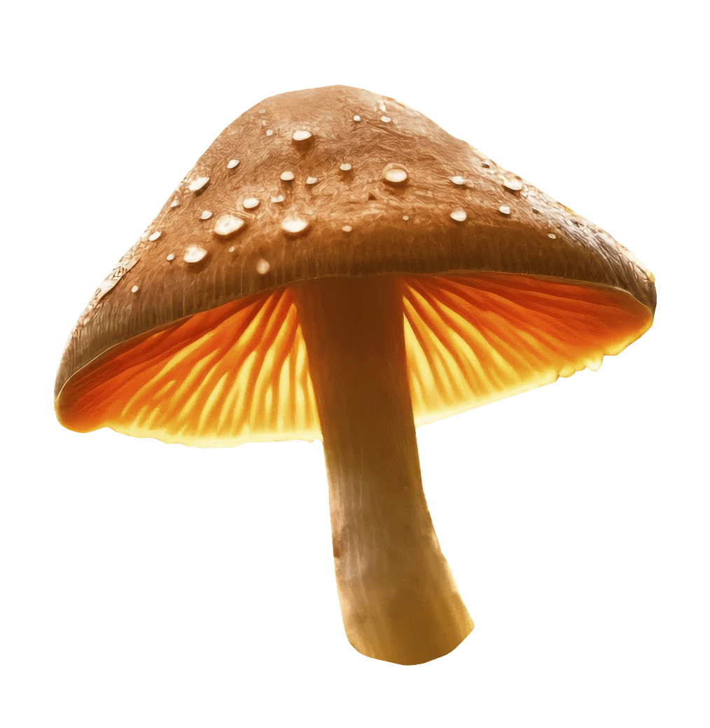 Detailed brown mushroom with water droplets on its cap and glowing orange gills.