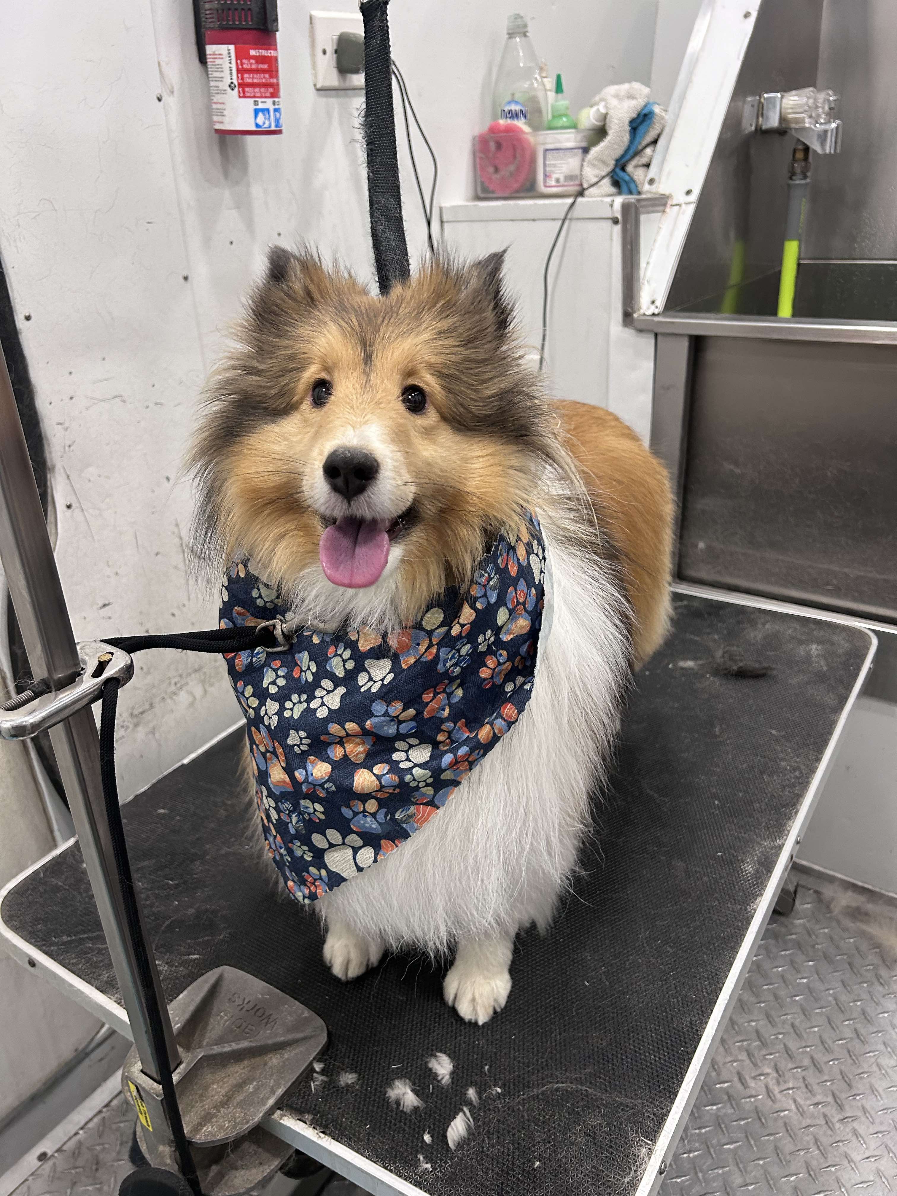 Medium Dog Grooming Bath & Trim Photo - Wags To Riches Dog Grooming