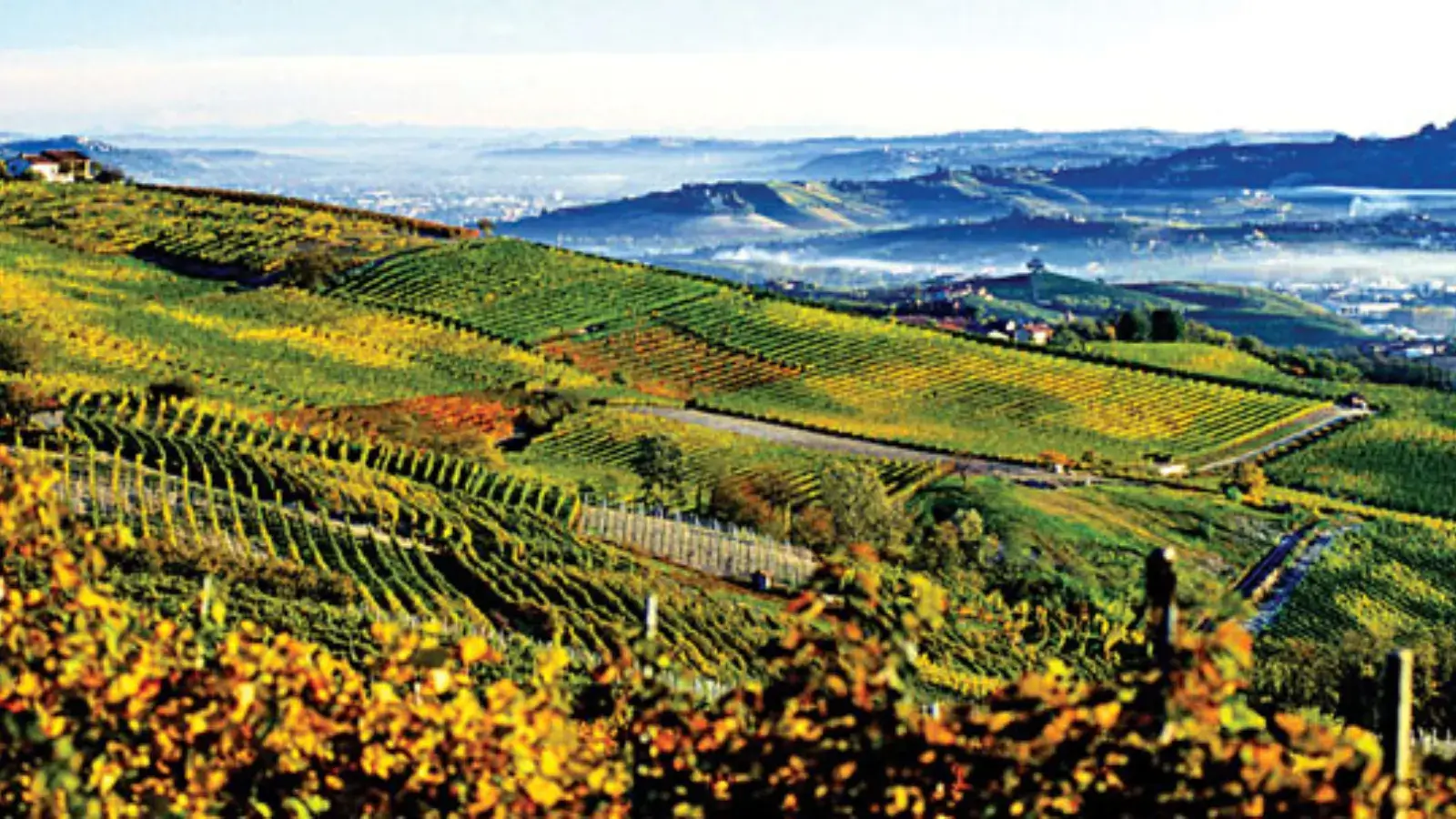 The Wine Region