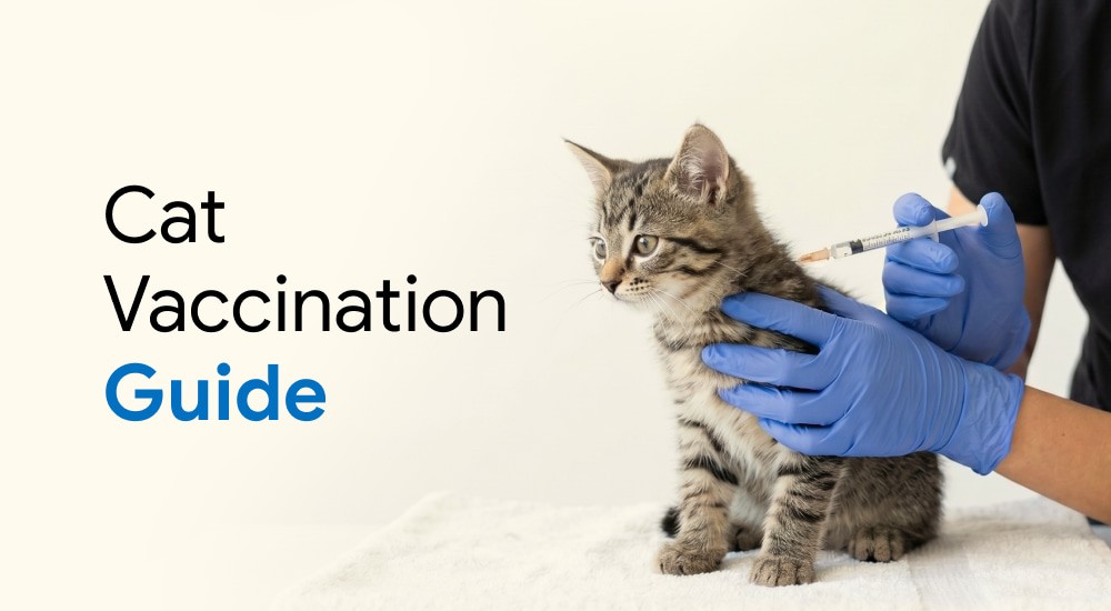 A cat is being vaccinated by a professional veterinarian.