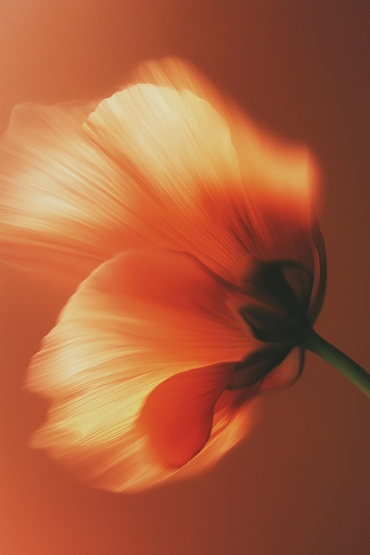 A close-up of an orange flower with soft, blurred petals against a warm, orange background, creating a serene and delicate atmosphere.