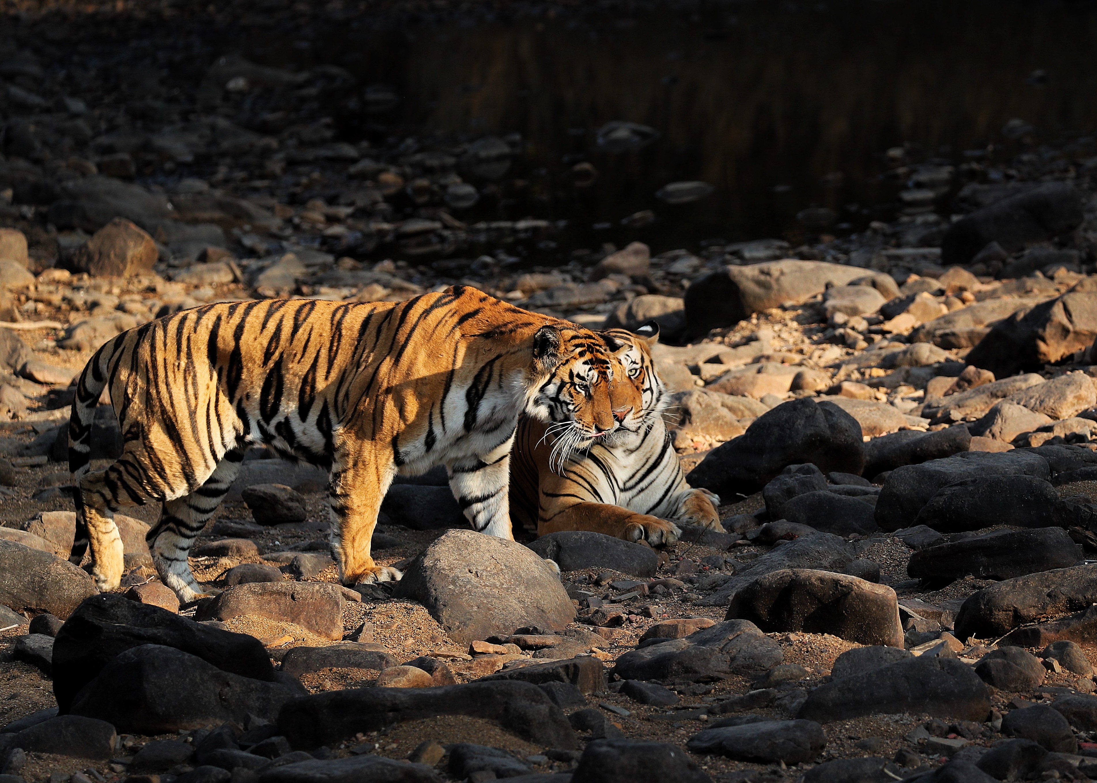 pannas-second-chance-tiger-dynasty-reborn