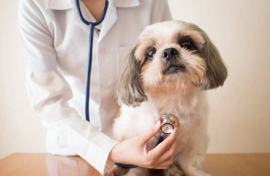 Dr. Salome Viñas using a stethoscope to examine a small dog during a veterinary checkup.