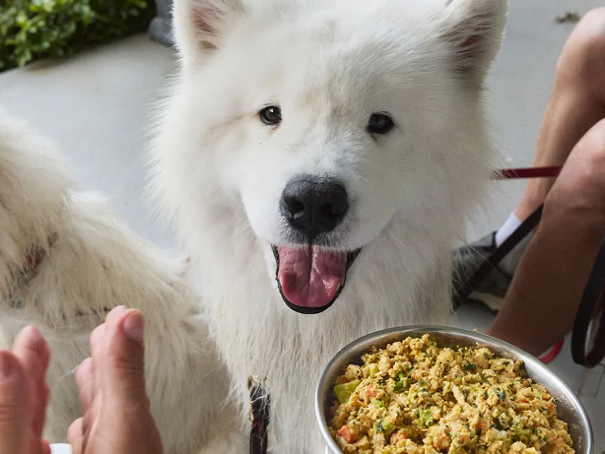 Dog looking up at a bowl of fresh food